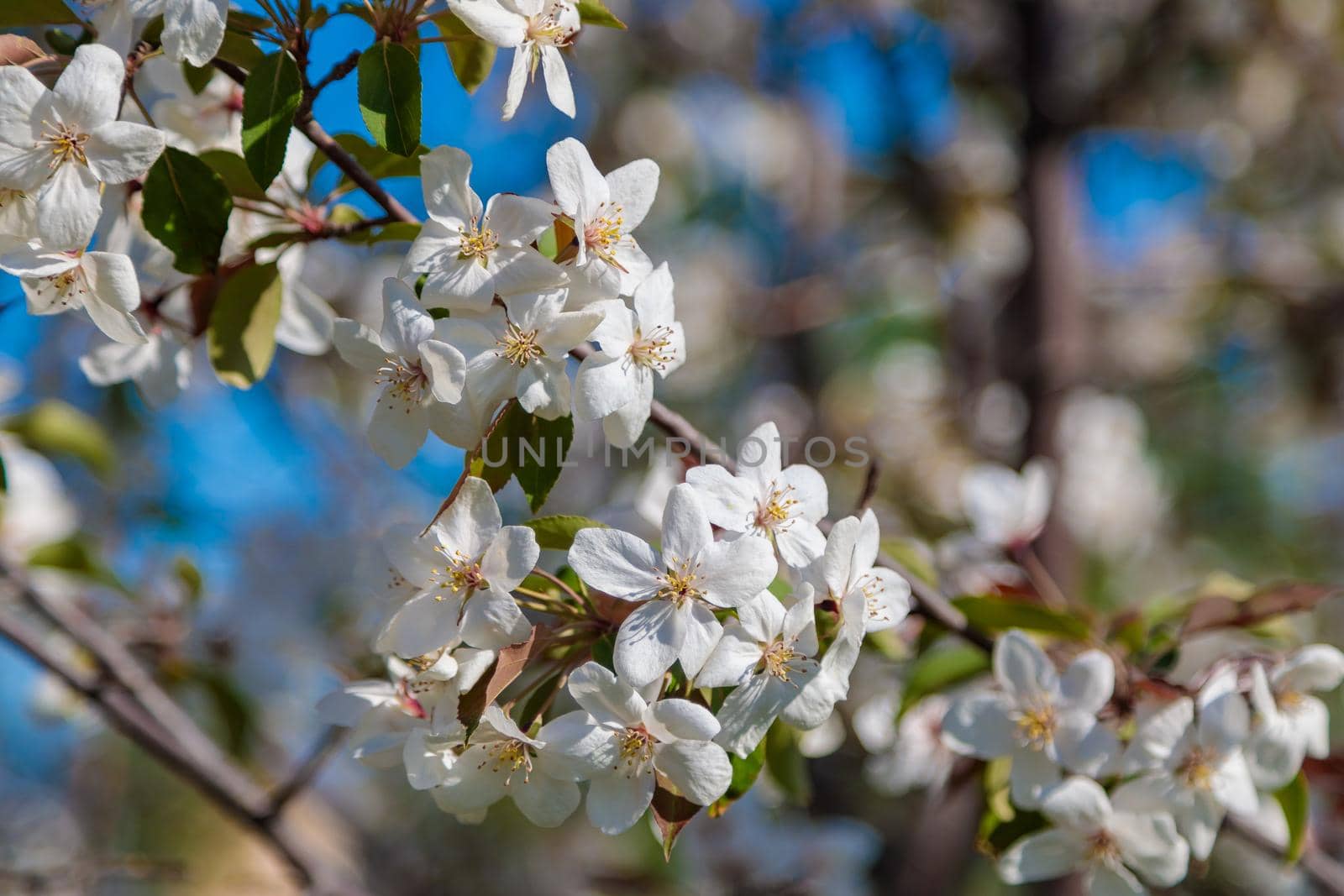 Blooming wild apple tree with pink and white flowers. Close-up.
