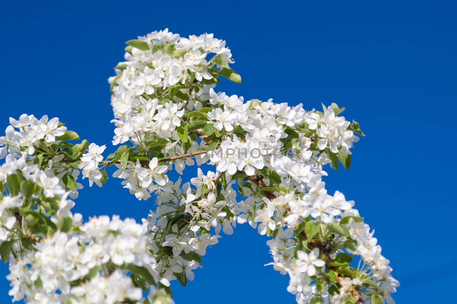 Blooming wild apple tree with pink and white flowers. Close-up.