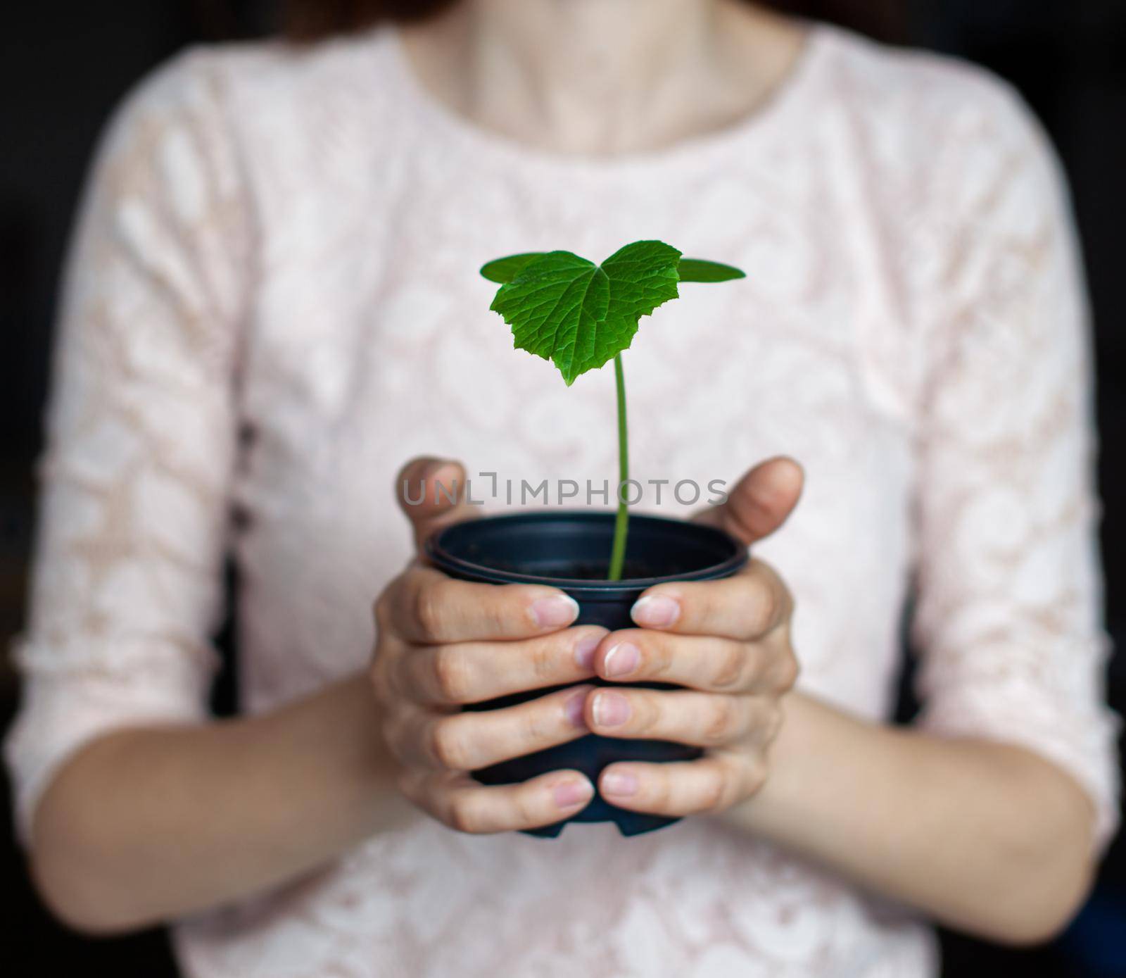 The girl is holding a black pot with a green plant on a dark background. Seedlings of cucumbers in a pot, ready for planting in the ground. Environmental protection. Respect for nature