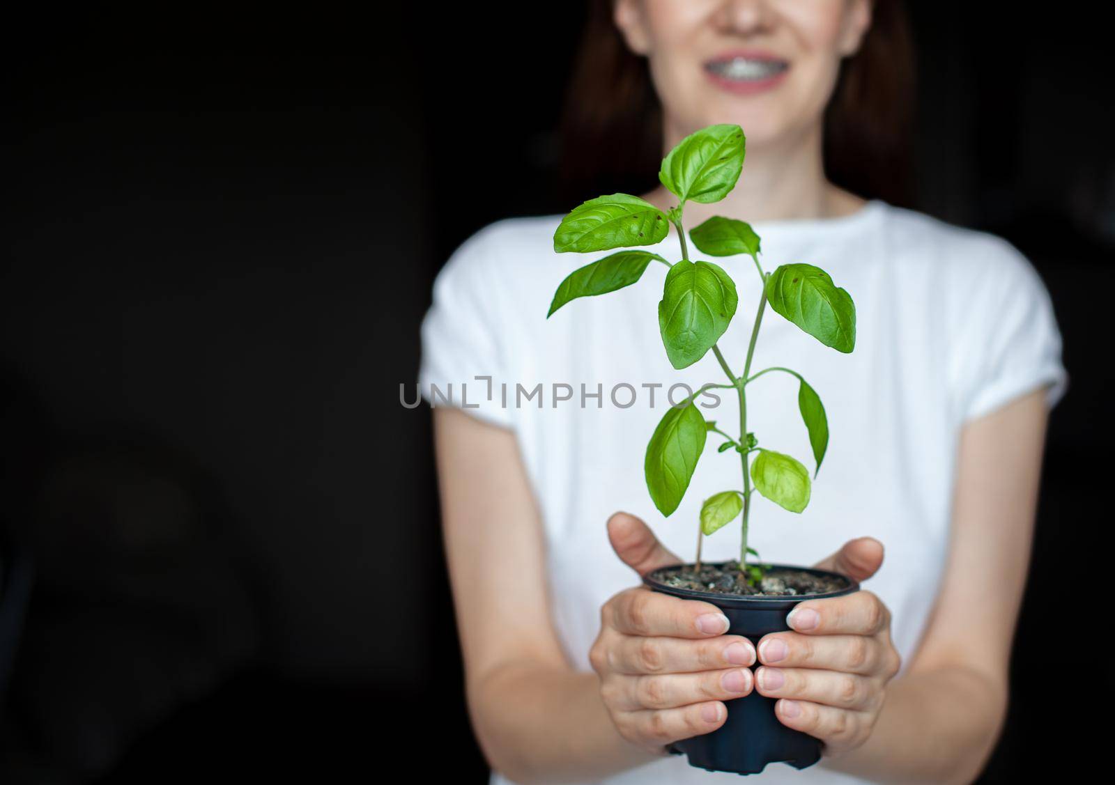 A girl in a white T-shirt is holding a pot with a green basil plant. Growing seedlings at home. Delicious and healthy food for salad at home.