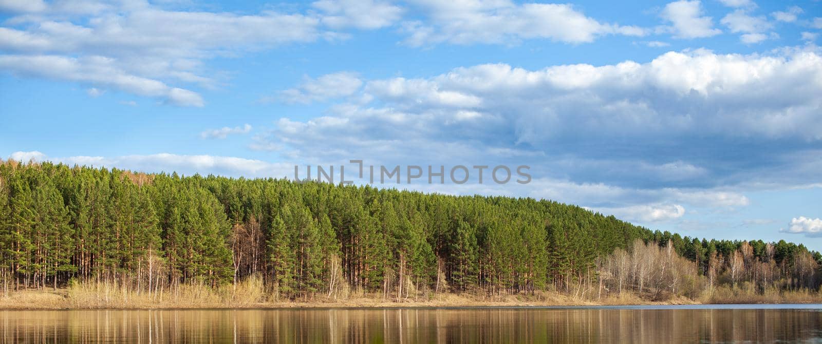 A clear lake in a green forest. Blue sky with white clouds over a lake in the forest. Nature landscape.