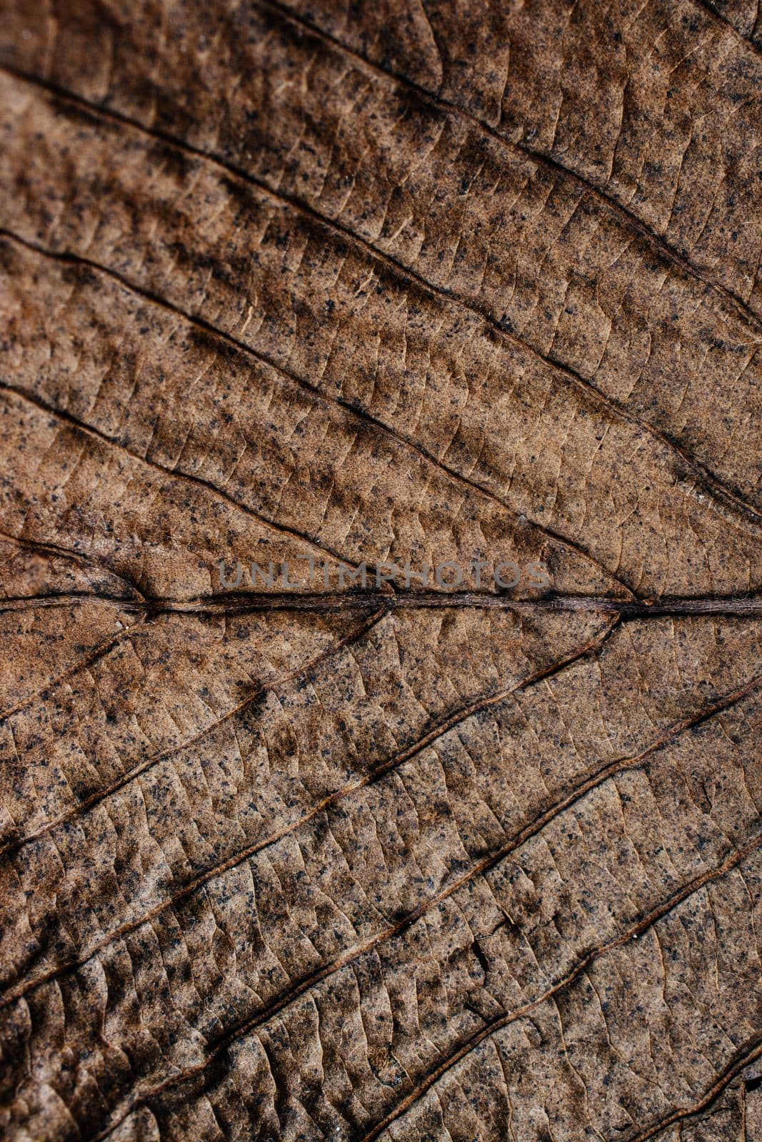 Macro view of dry leaf texture by berkay