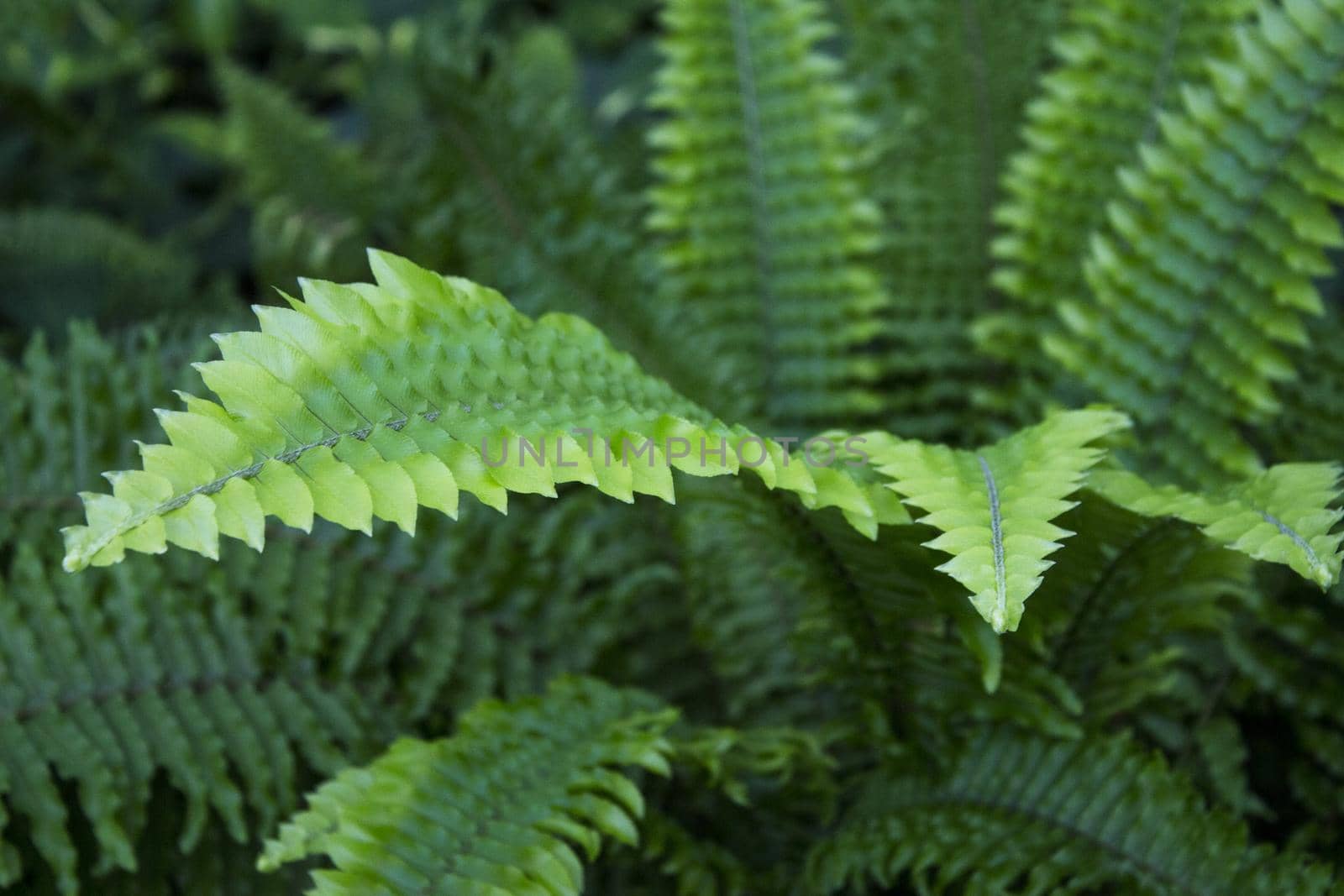 Dark green fern leaves in tropical environment. No people