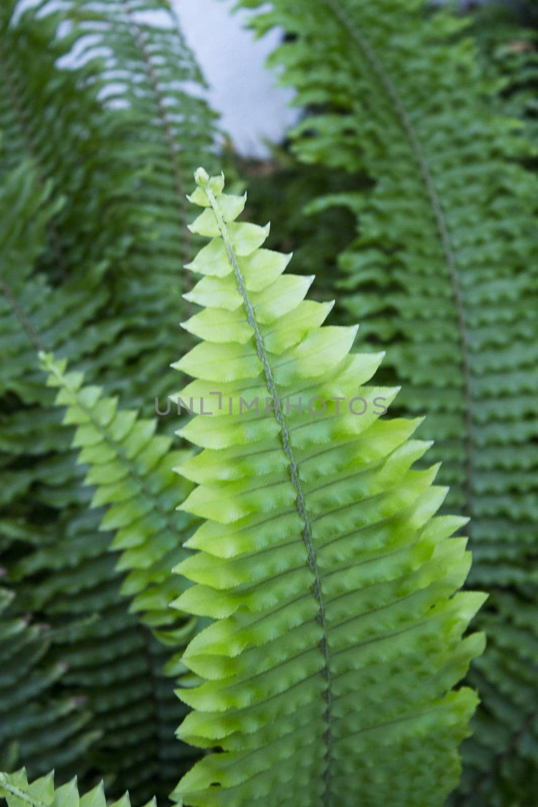Dark green fern leaves in tropical environment. No people