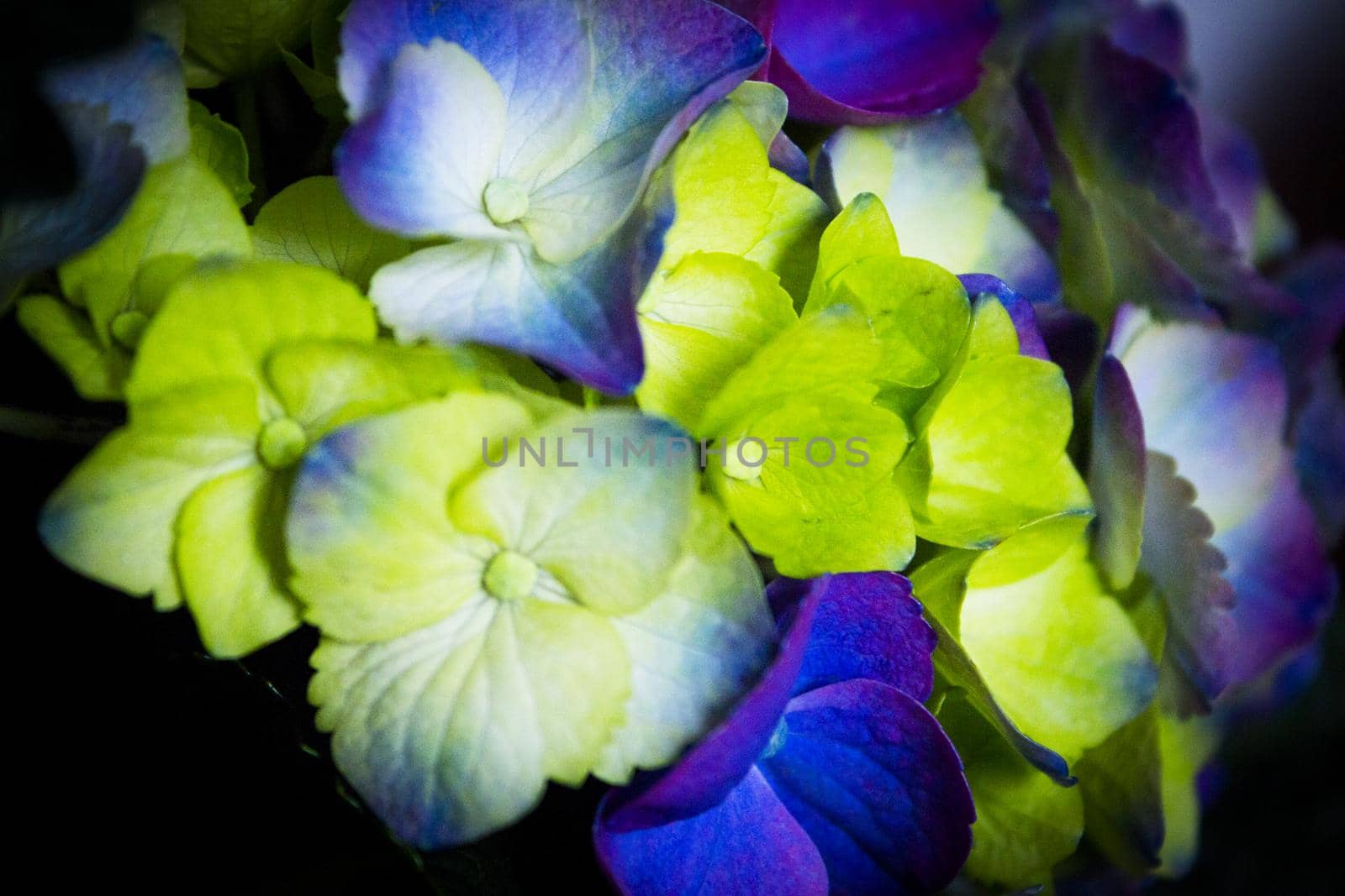 Hydrangea plant in full bloom. Pink and lilac color