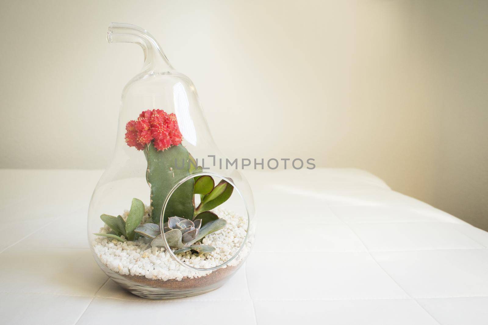 Succulent plant terrarium inside a glass pear. No people