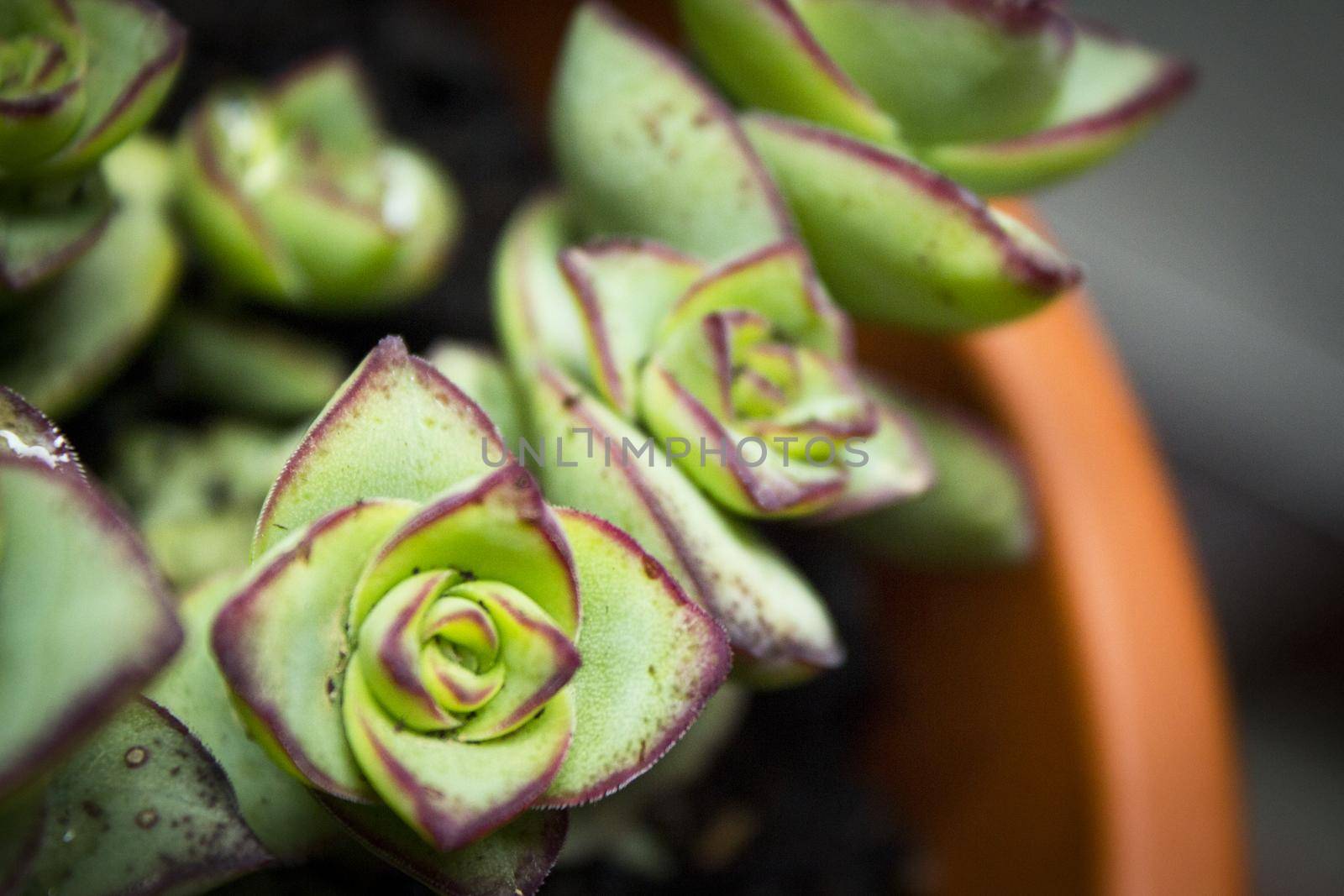 Succulent plant with rose shaped ramifications. Green an red color