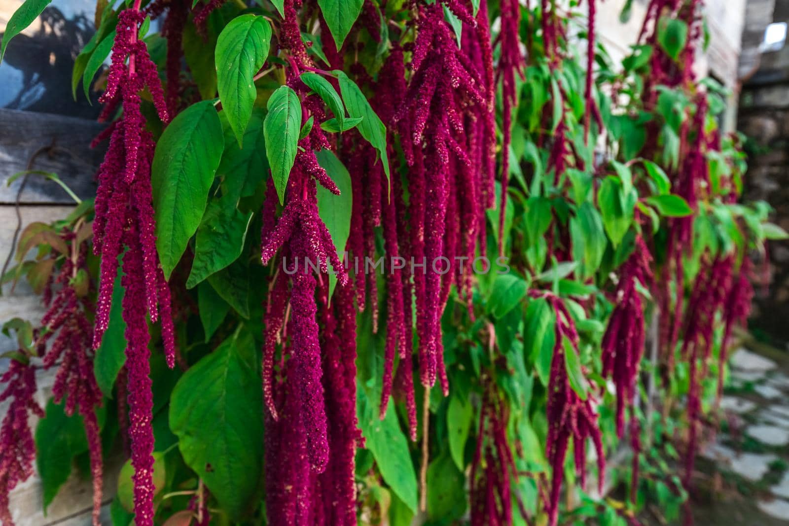 Red flowers near tea plantation in Haremtepe Ceceva village, Rize, Turkey.