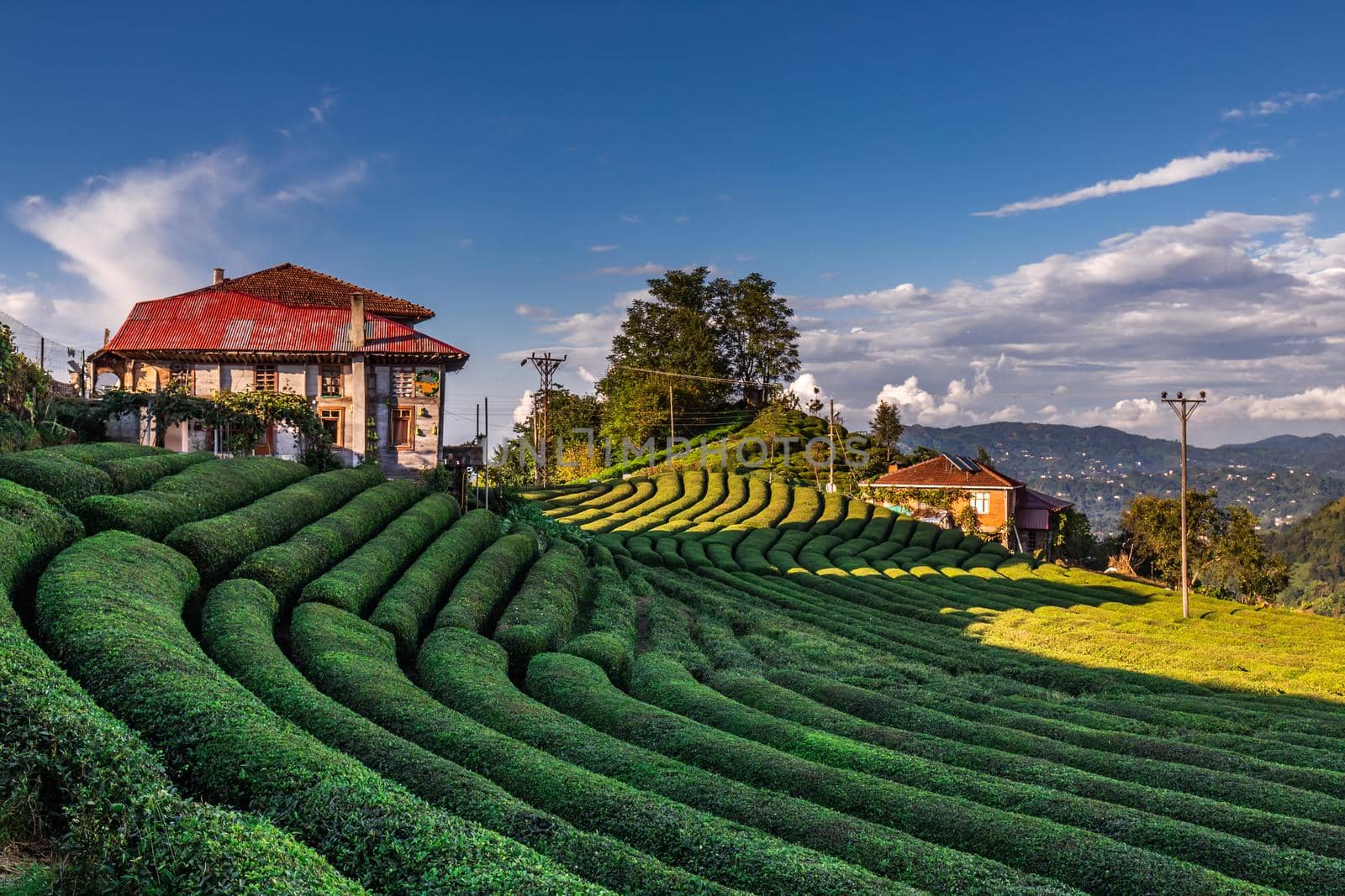 Tea plantation in Haremtepe Ceceva village, Rize, Turkey.