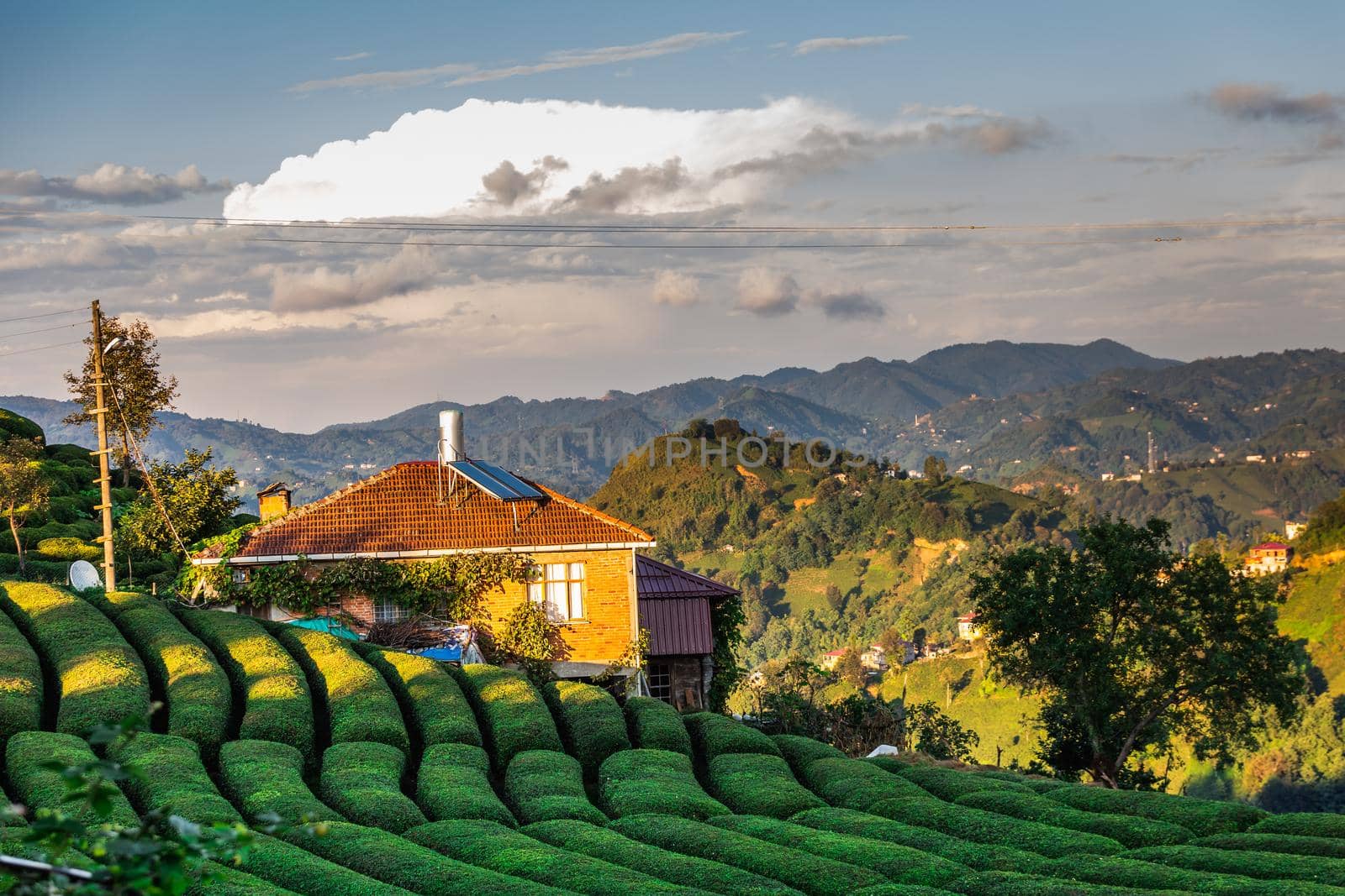 Terrasses with tea plantation in Haremtepe Ceceva village, Rize, Turkey.