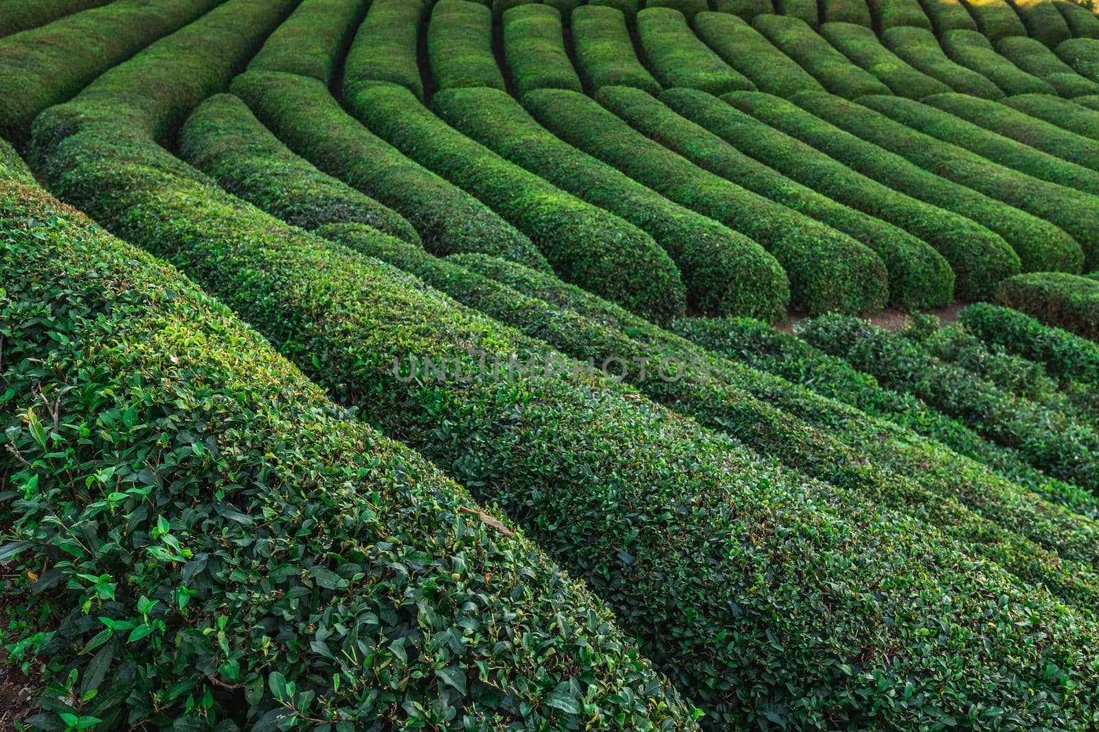 Terrasses with tea plantation in Haremtepe Ceceva village, Rize, Turkey.