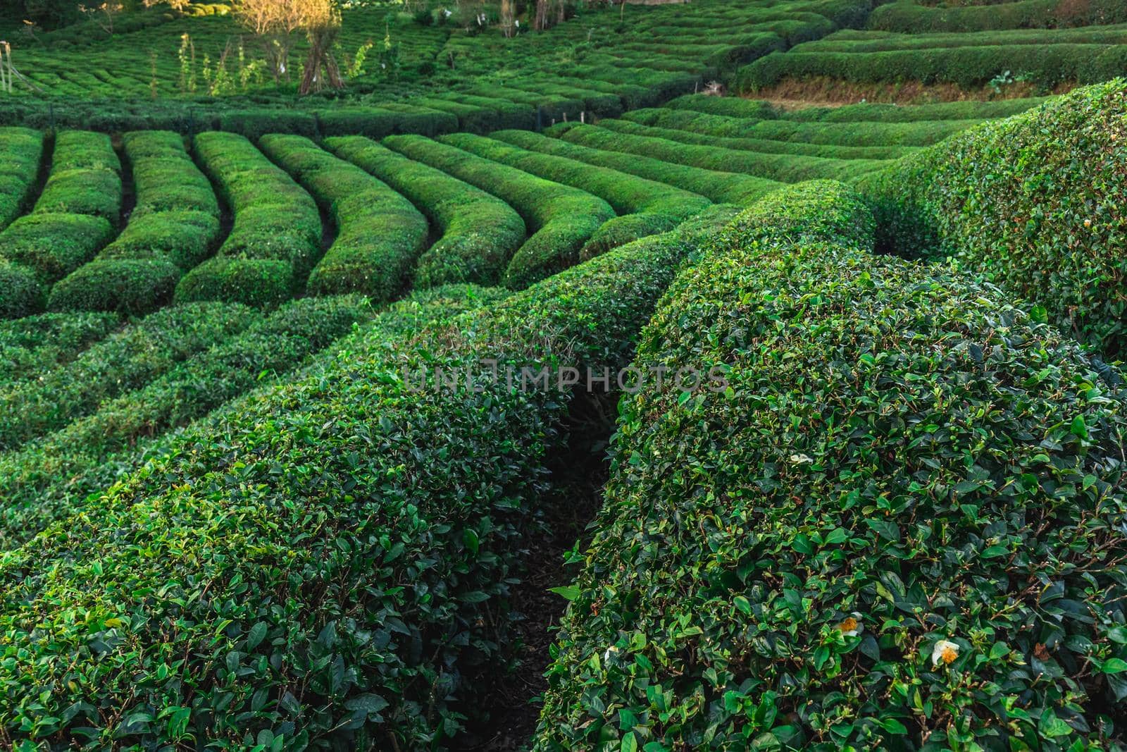 Tea plantation in Haremtepe Ceceva village, Rize, Turkey.