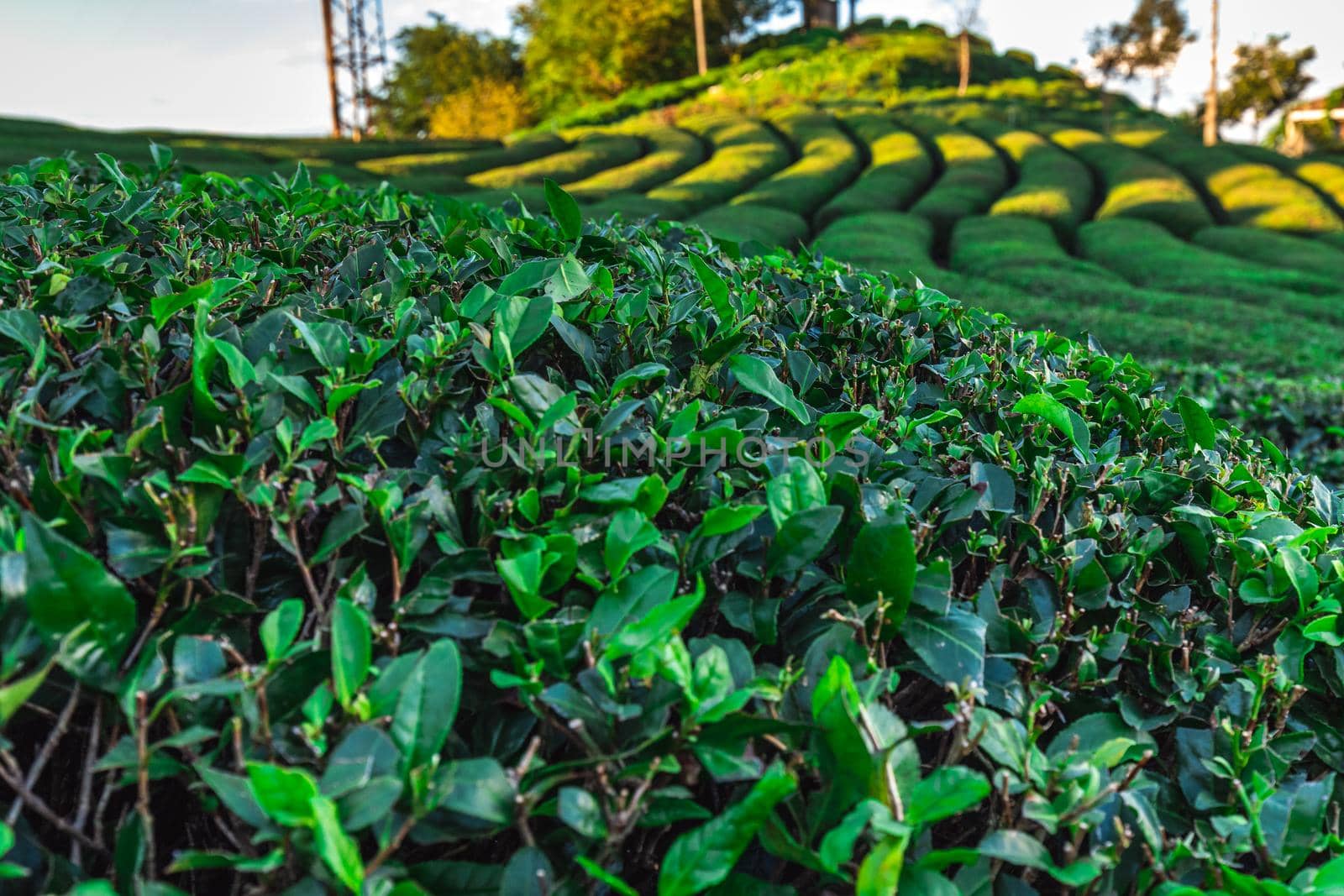 Tea plantations near Rize in Turkey editorial by RuslanKphoto