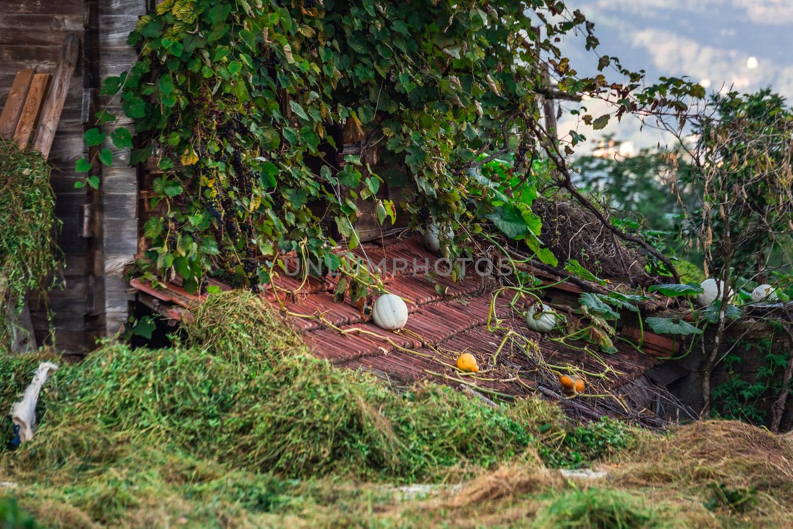 Green pumpkins near tea plantation in Haremtepe Ceceva village, Rize, Turkey.