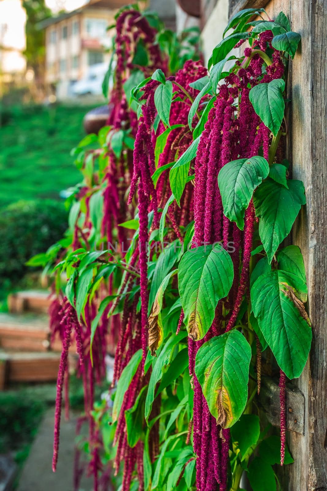 Red flowers near tea plantation in Haremtepe Ceceva village, Rize, Turkey.