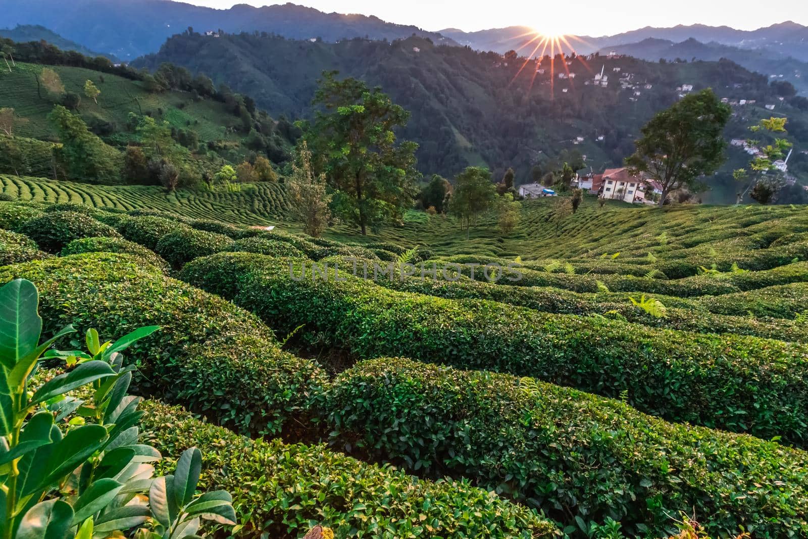 Sunset over terrasses with tea plantation in Haremtepe Ceceva village, Rize, Turkey.