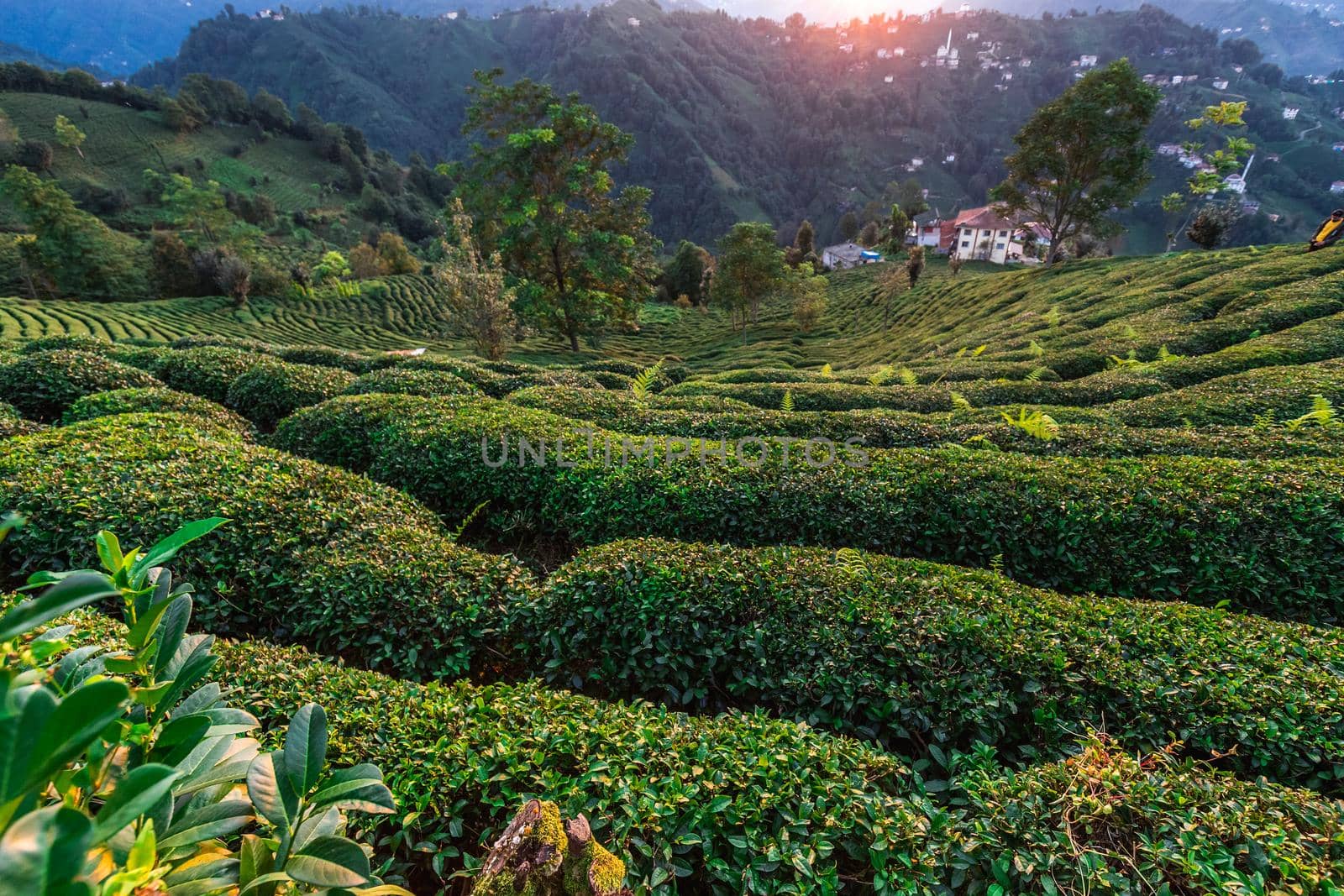 Sunset over terrasses with tea plantation in Haremtepe Ceceva village, Rize, Turkey.