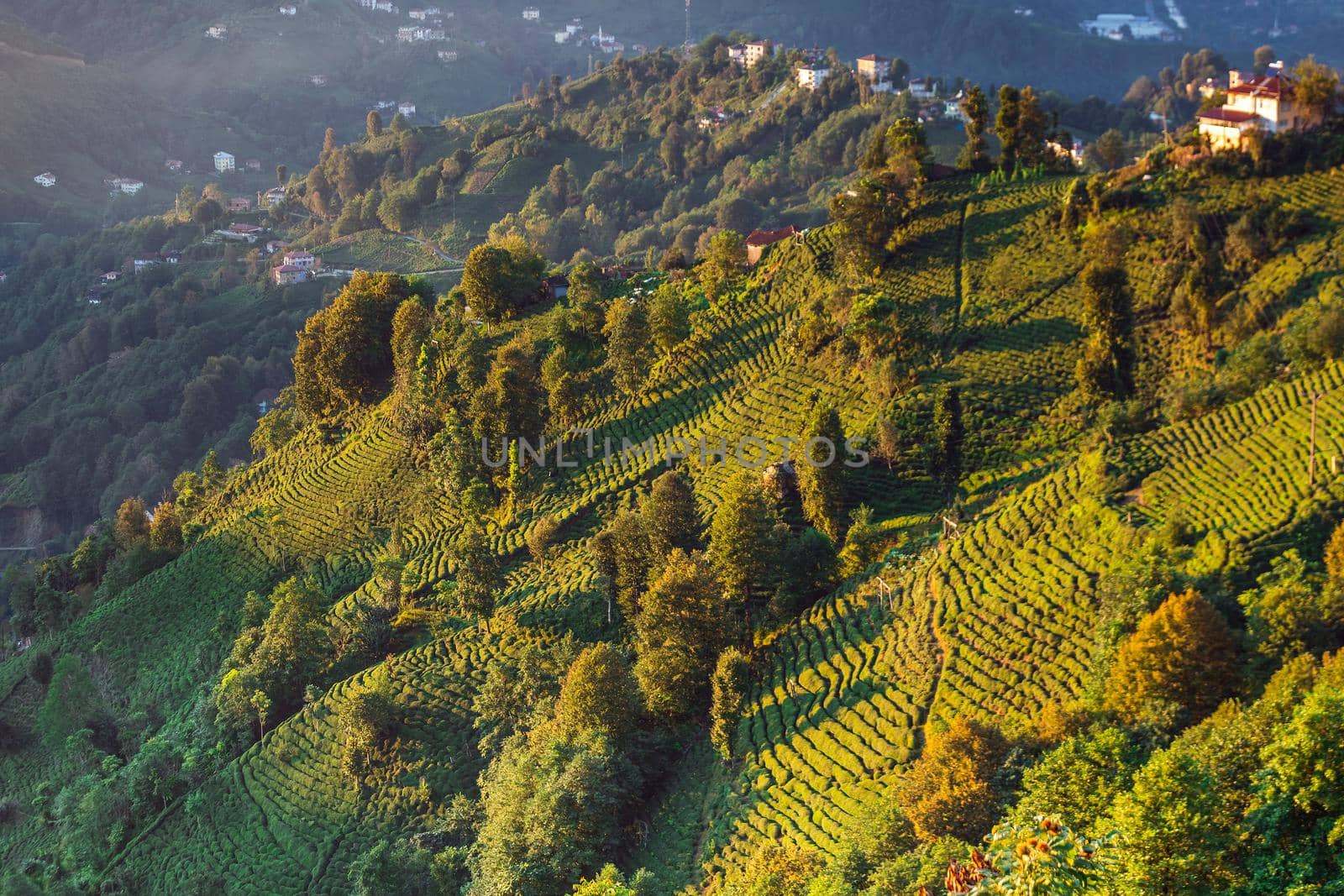 Terrasses with tea plantation in Haremtepe Ceceva village, Rize, Turkey.
