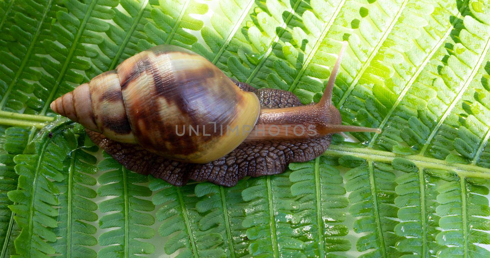 Achatina fulica, a giant snail crawling on a green fern leaf.