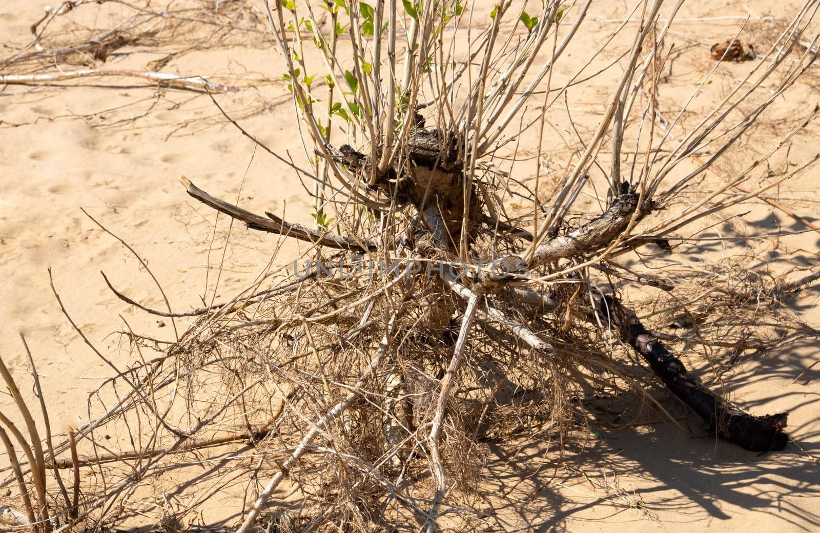 dry shrub grown in the depressed wild sand and drought of the desert.