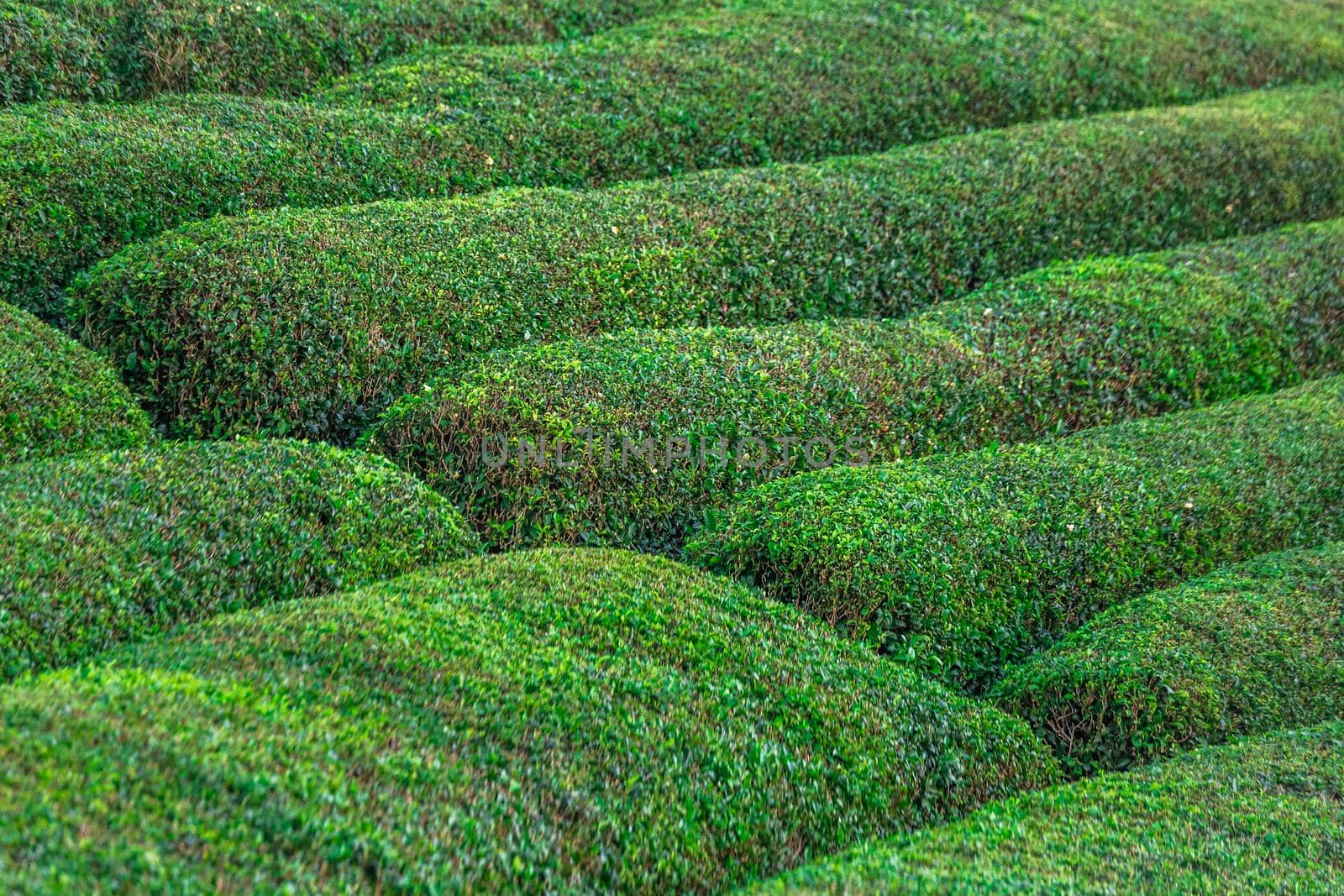 Tea plantation in Haremtepe Ceceva village, Rize, Turkey.