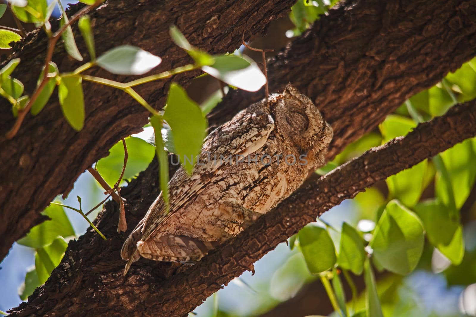 African Scops-Owl (Otus senegalensis) resting in a Mopane tree