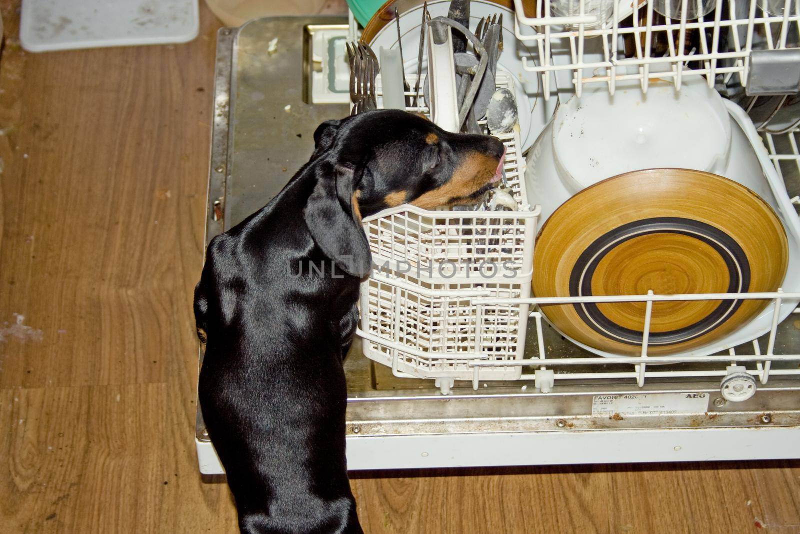 Dachshund puppy stealing morsels off the dishes in an open dishwasher