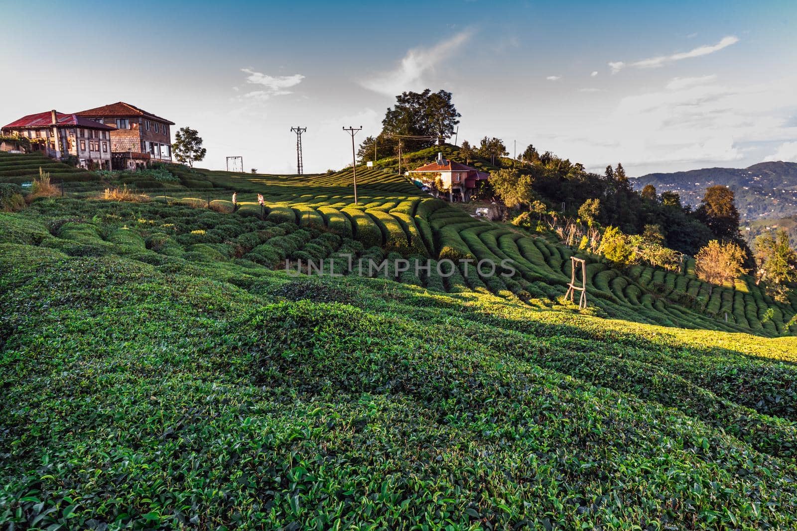 Tea plantation in Haremtepe Ceceva village, Rize, Turkey.