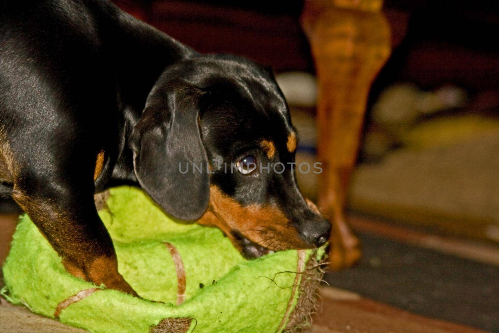 Young Dachshund with outsized tennis ball 10228 by kobus_peche