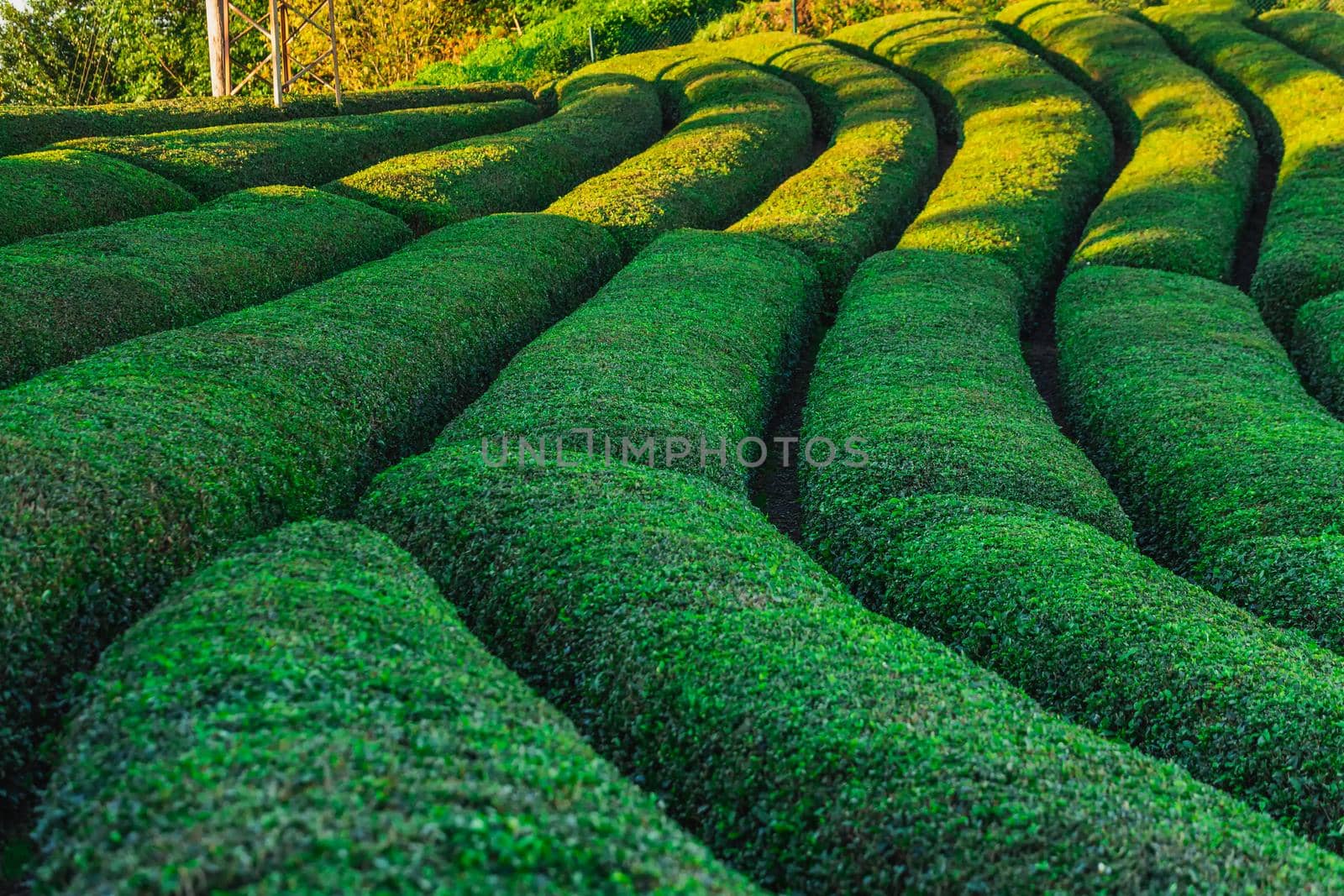 Tea plantation in Haremtepe Ceceva village, Rize, Turkey.