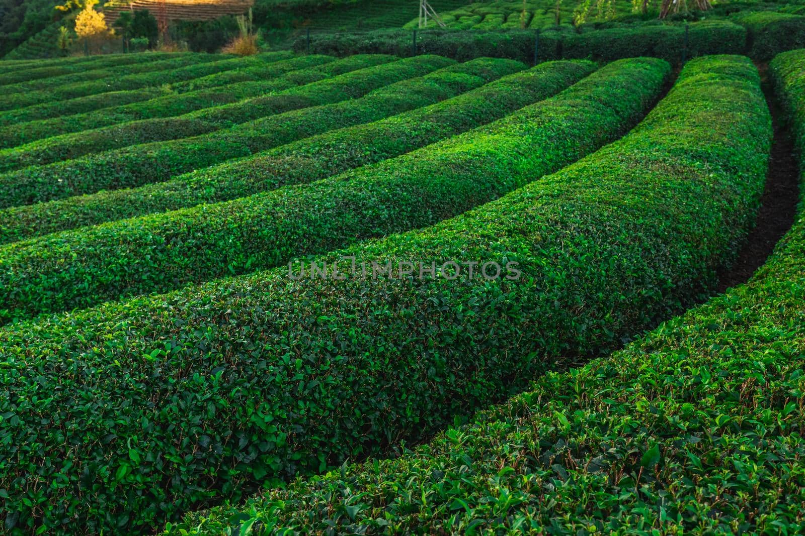 Tea plantation in Haremtepe Ceceva village, Rize, Turkey.