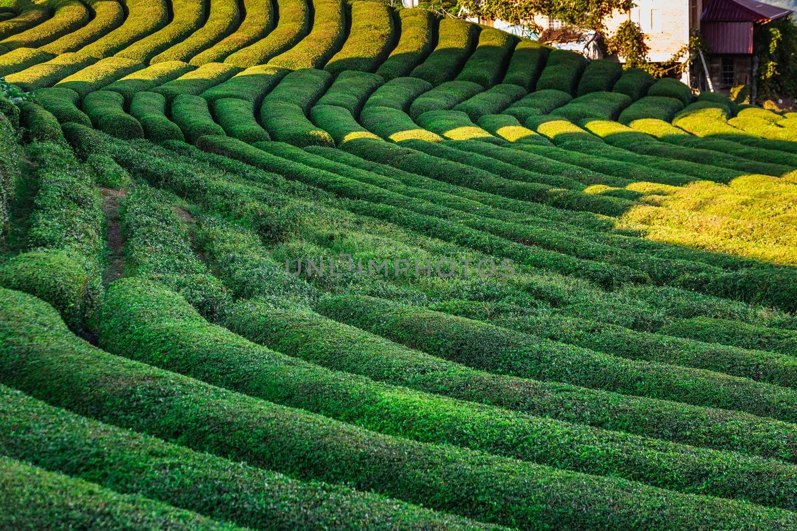 Tea plantation in Haremtepe Ceceva village, Rize, Turkey.