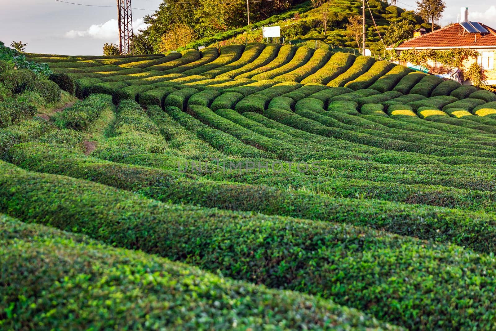 Tea plantation in Haremtepe Ceceva village, Rize, Turkey.