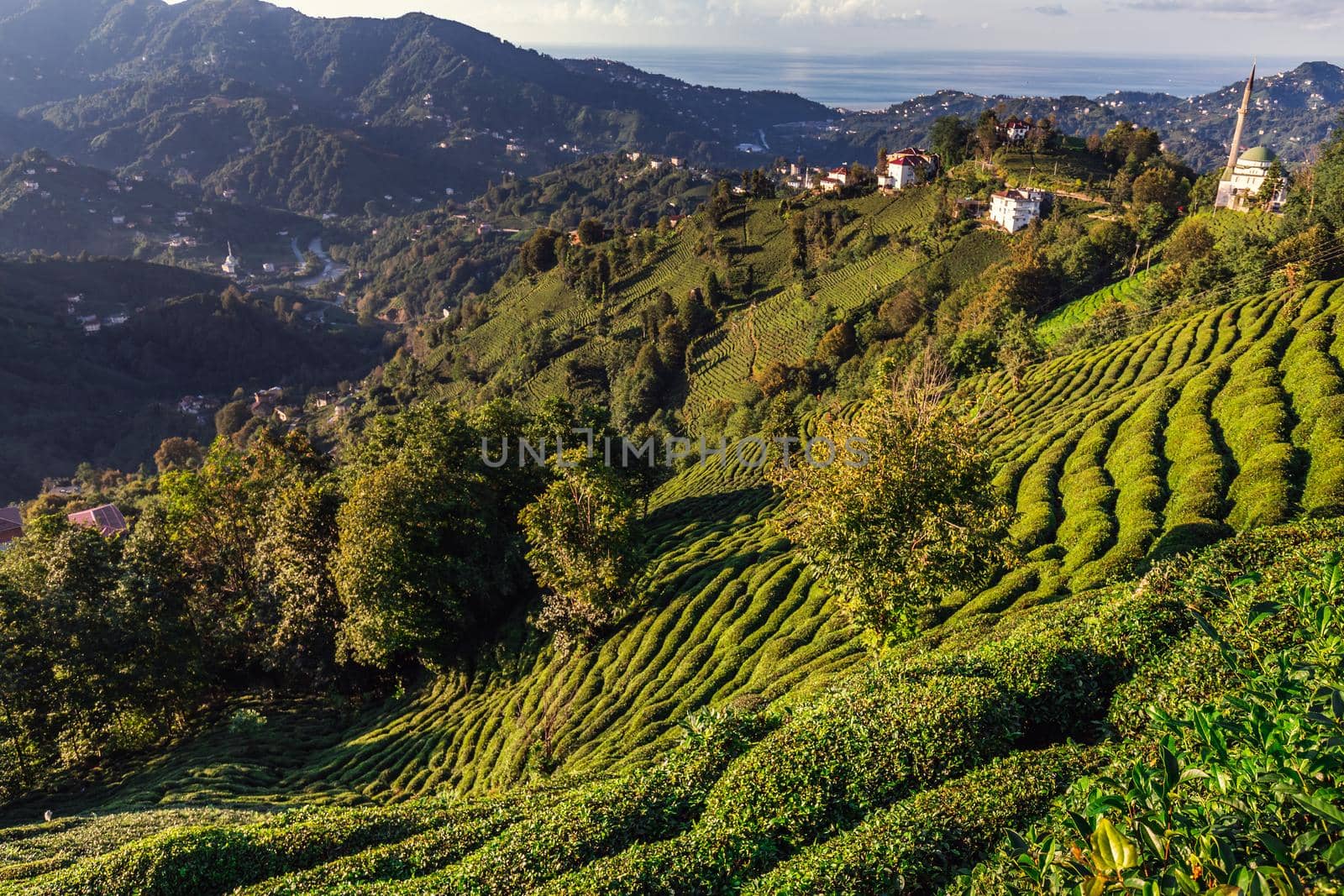 Tea plantation in Haremtepe Ceceva village, Rize, Turkey.