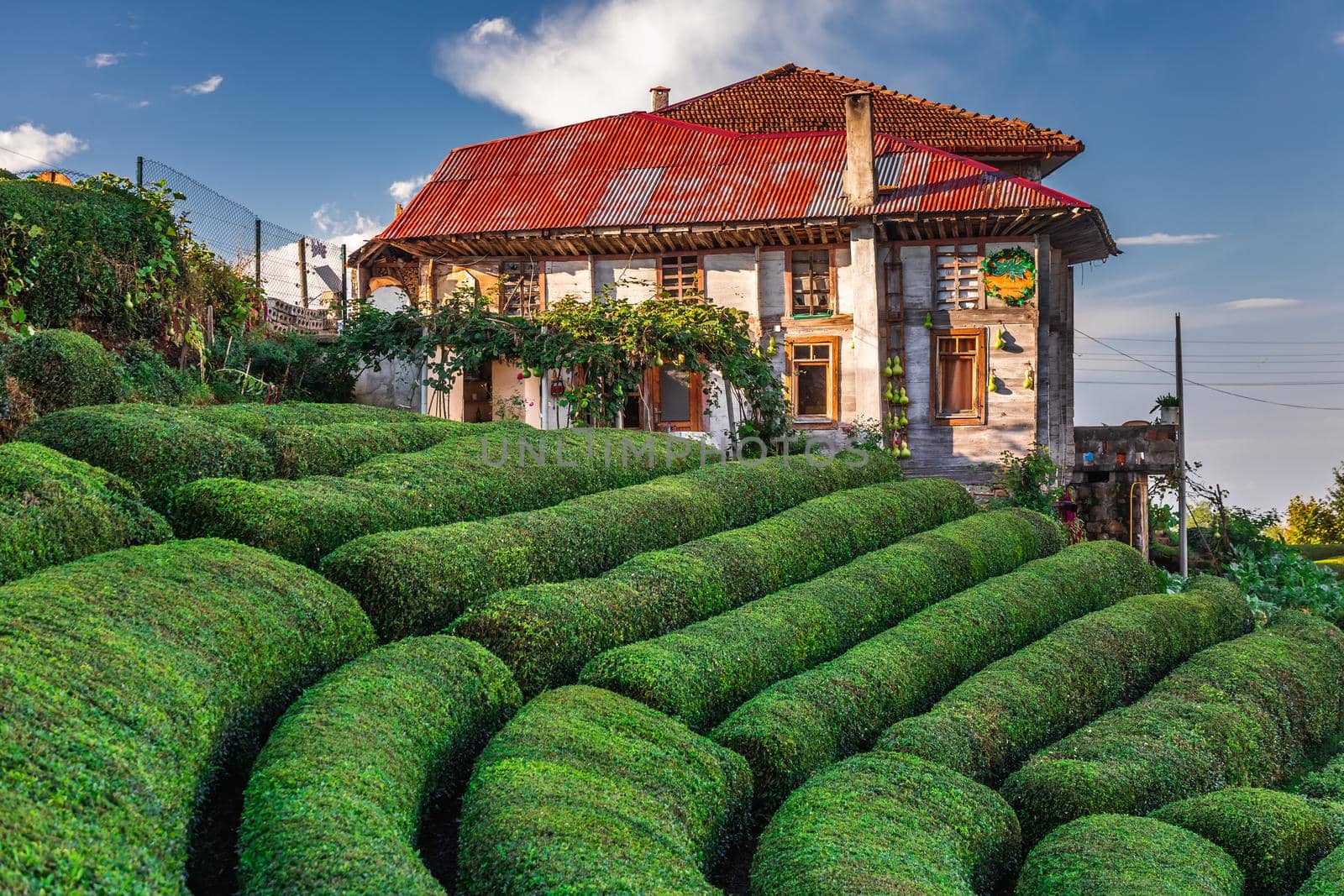 Tea plantations near Rize in Turkey editorial by RuslanKphoto