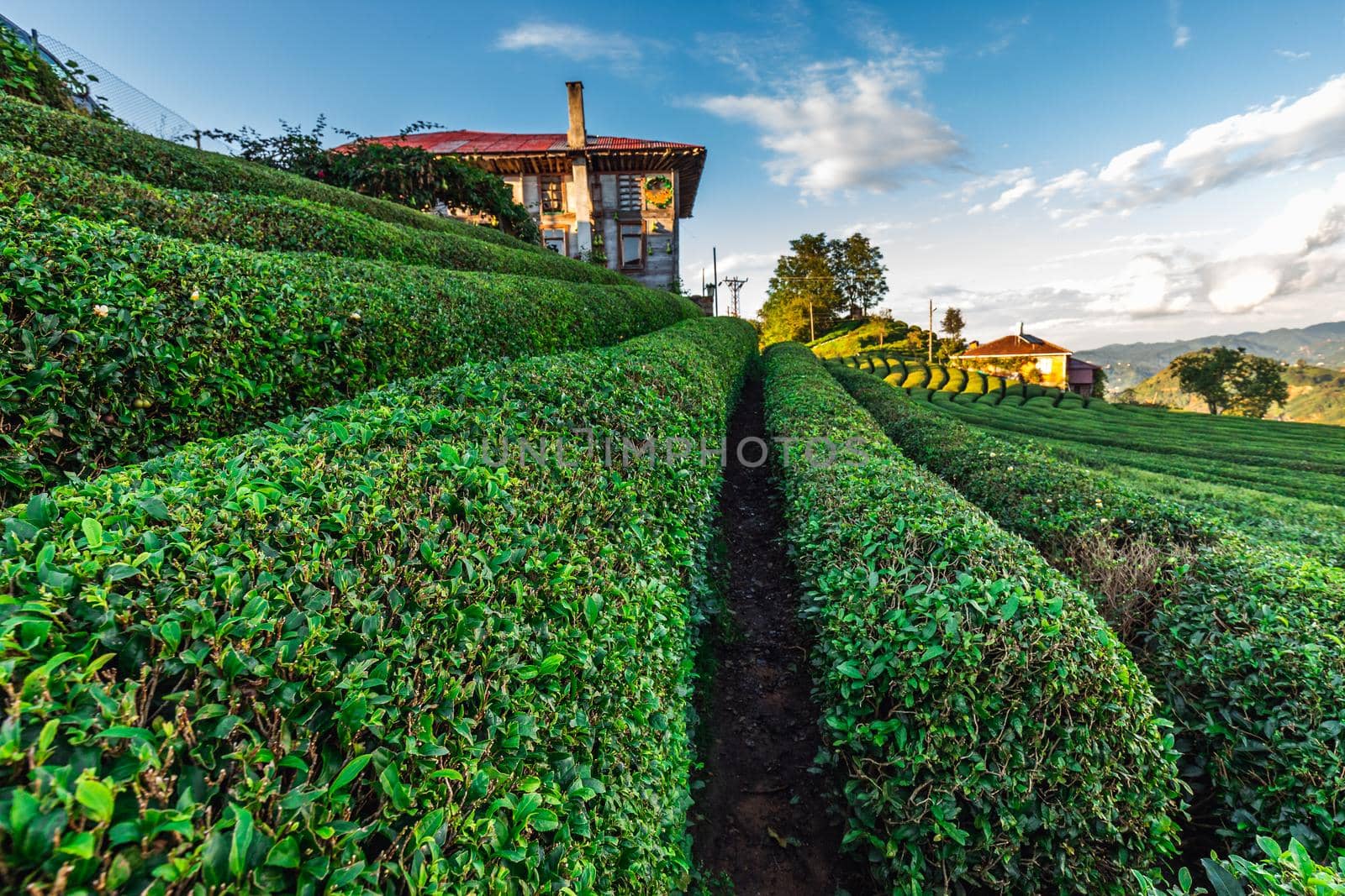 Tea plantation in Haremtepe Ceceva village, Rize, Turkey.