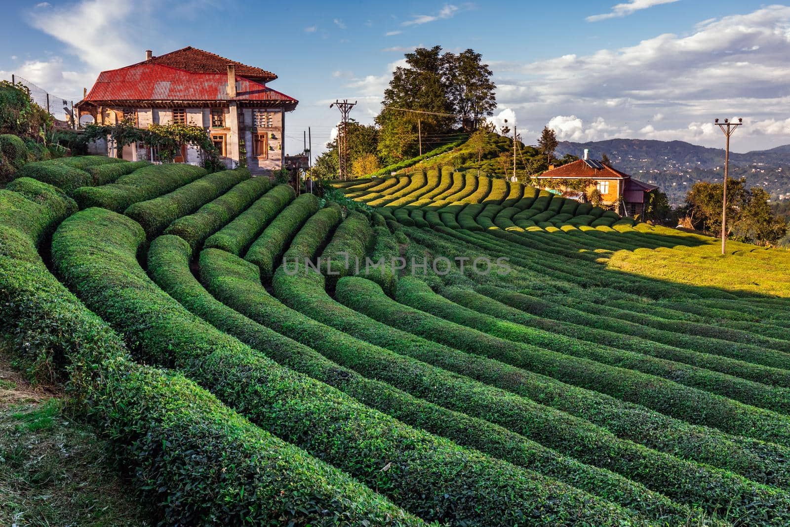 Tea plantation in Haremtepe Ceceva village, Rize, Turkey.