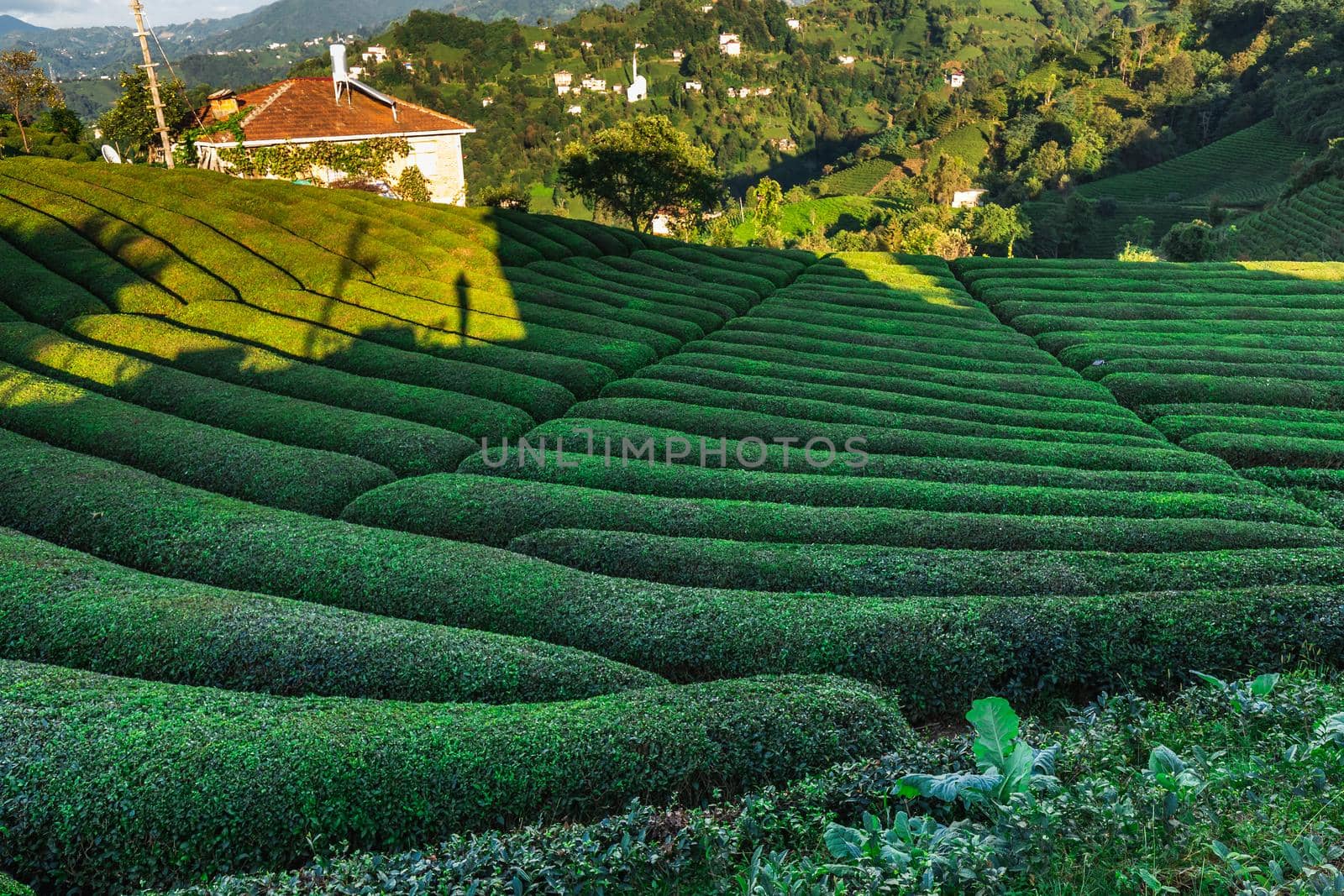 Tea plantation in Haremtepe Ceceva village, Rize, Turkey.