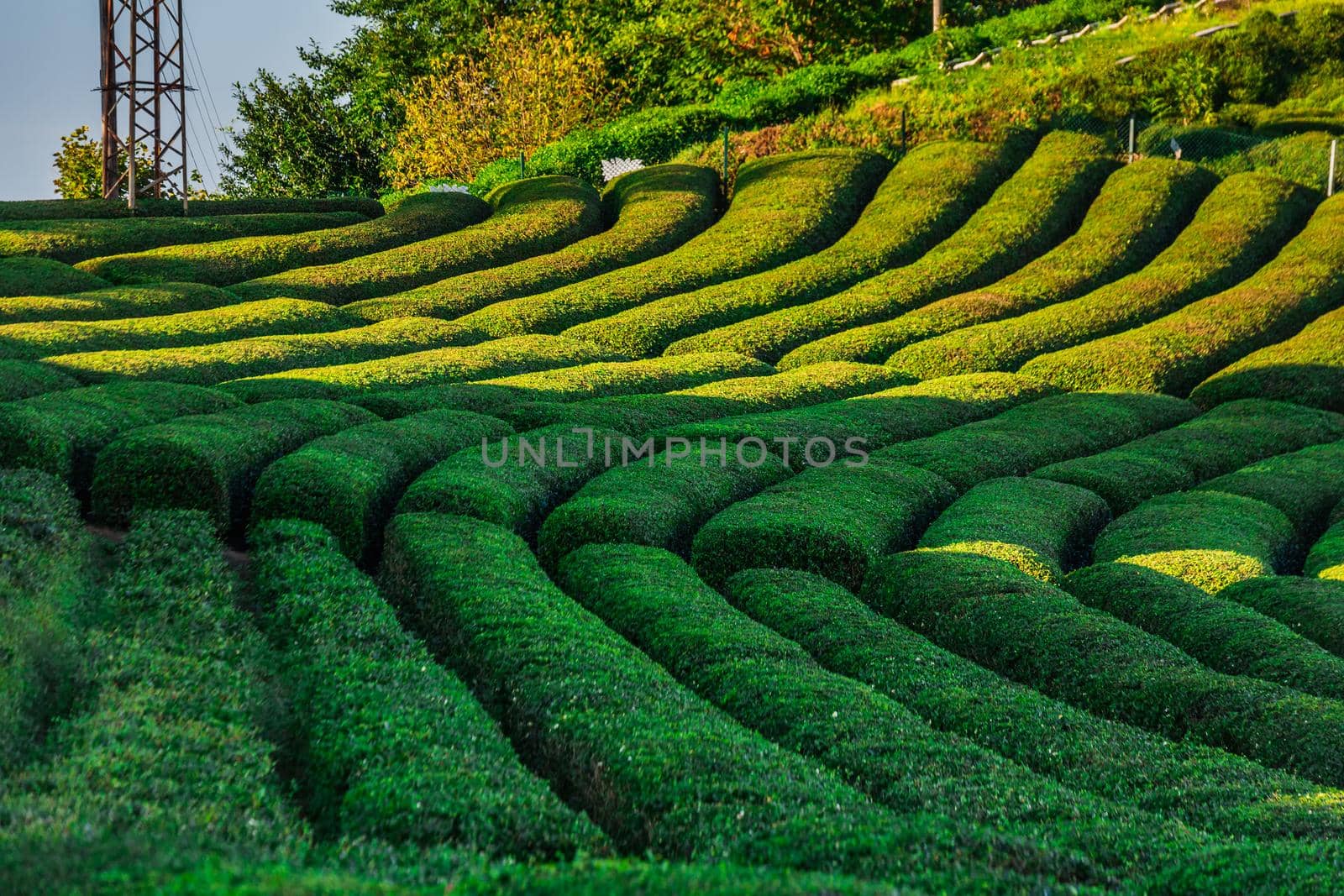 Tea plantation in Haremtepe Ceceva village, Rize, Turkey.