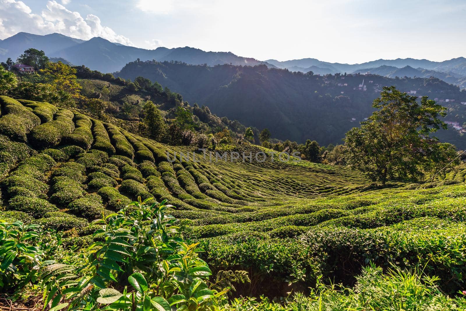 Tea plantation in Haremtepe Ceceva village, Rize, Turkey.