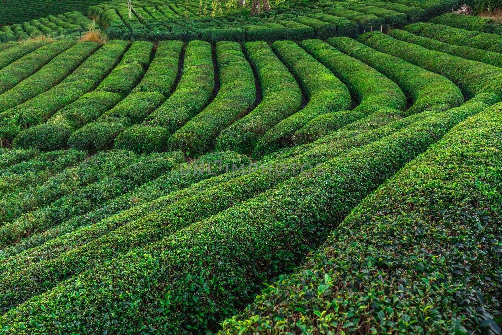 Terrasses with tea plantation in Haremtepe Ceceva village, Rize, Turkey.