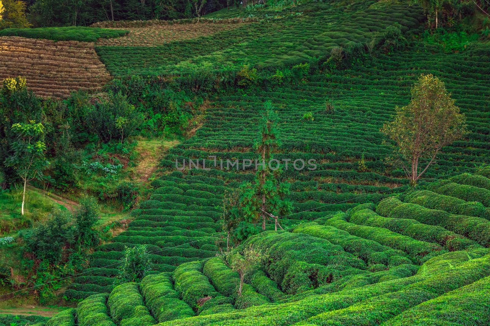 Terrasses with tea plantation in Haremtepe Ceceva village, Rize, Turkey.