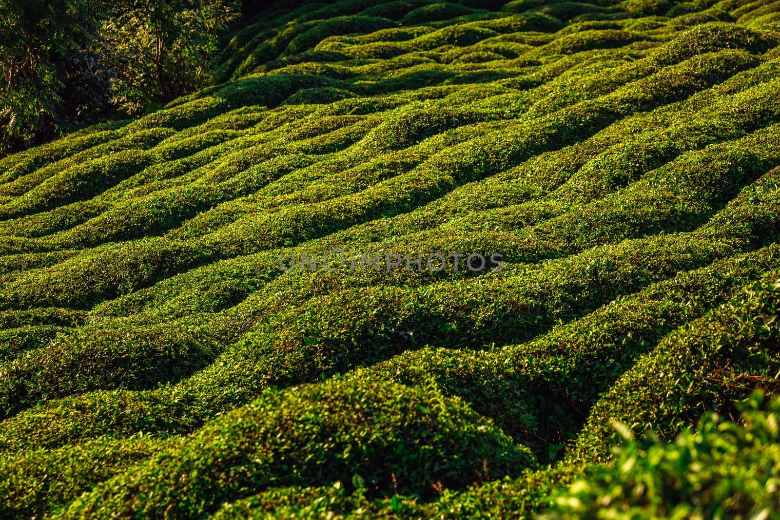 Tea plantation in Haremtepe Ceceva village, Rize, Turkey.