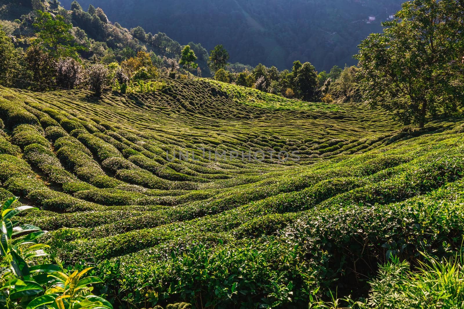 Tea plantation in Haremtepe Ceceva village, Rize, Turkey.