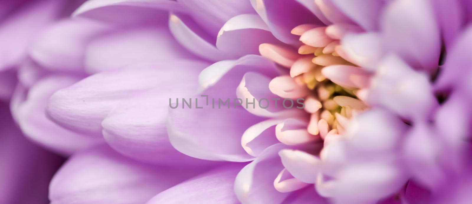 Purple daisy flower petals in bloom, abstract floral blossom art background, flowers in spring nature for perfume scent, wedding, luxury beauty brand holiday design by Anneleven