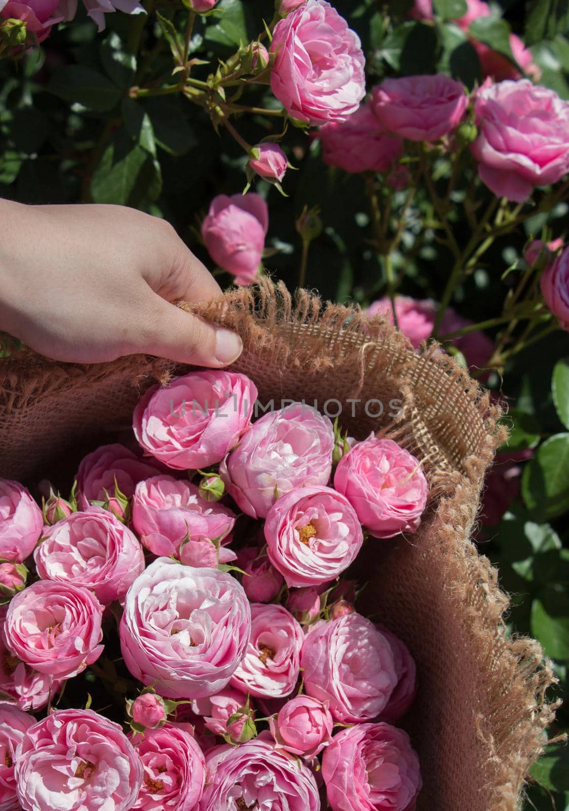 Beautiful roses wrapped with canvas in hand by berkay