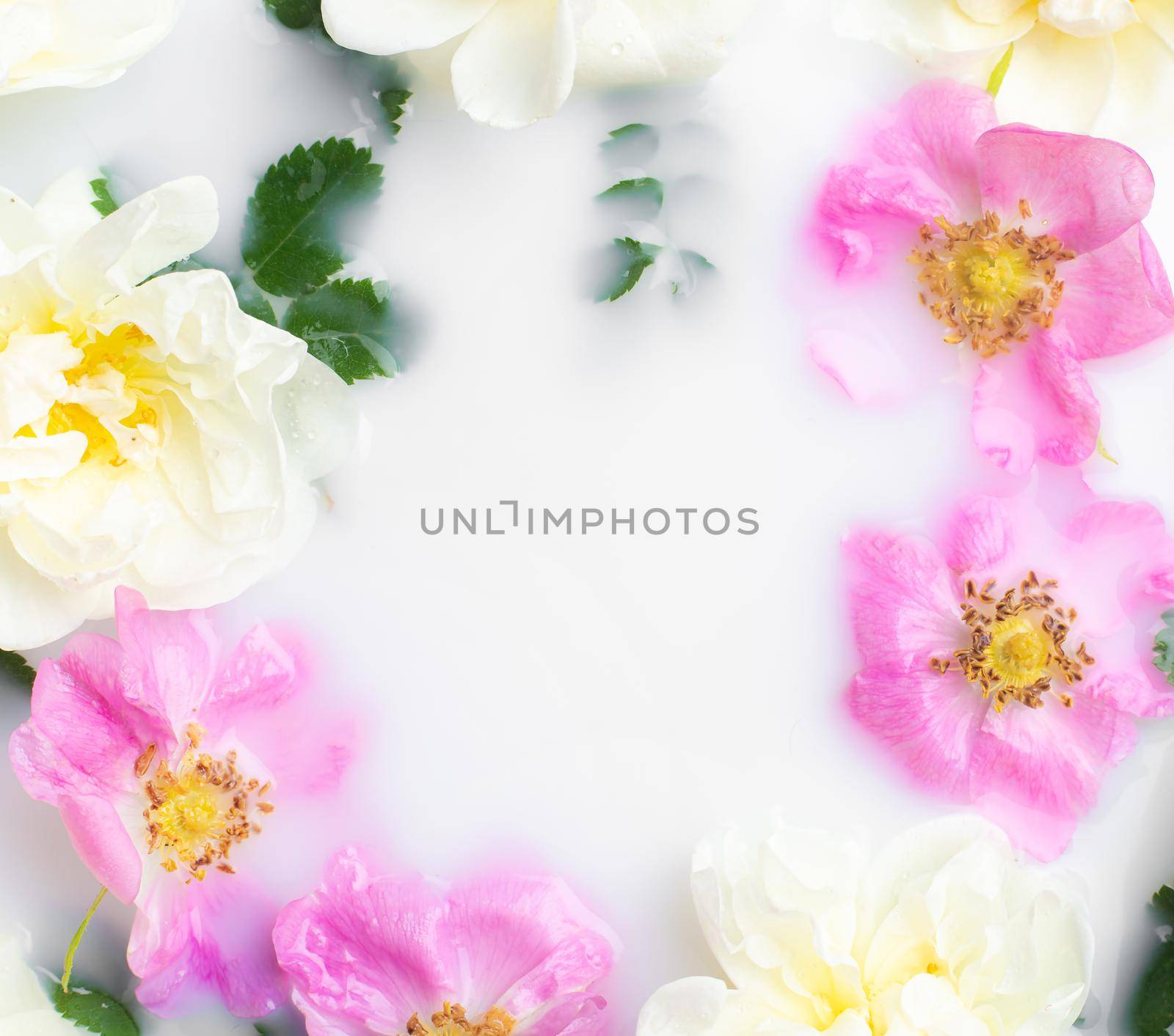 Bush rose in milk . Flowers in milk . Spa treatments. Romantic. Romantic setting. Fresh flowers. Copy space . Article about spa treatments