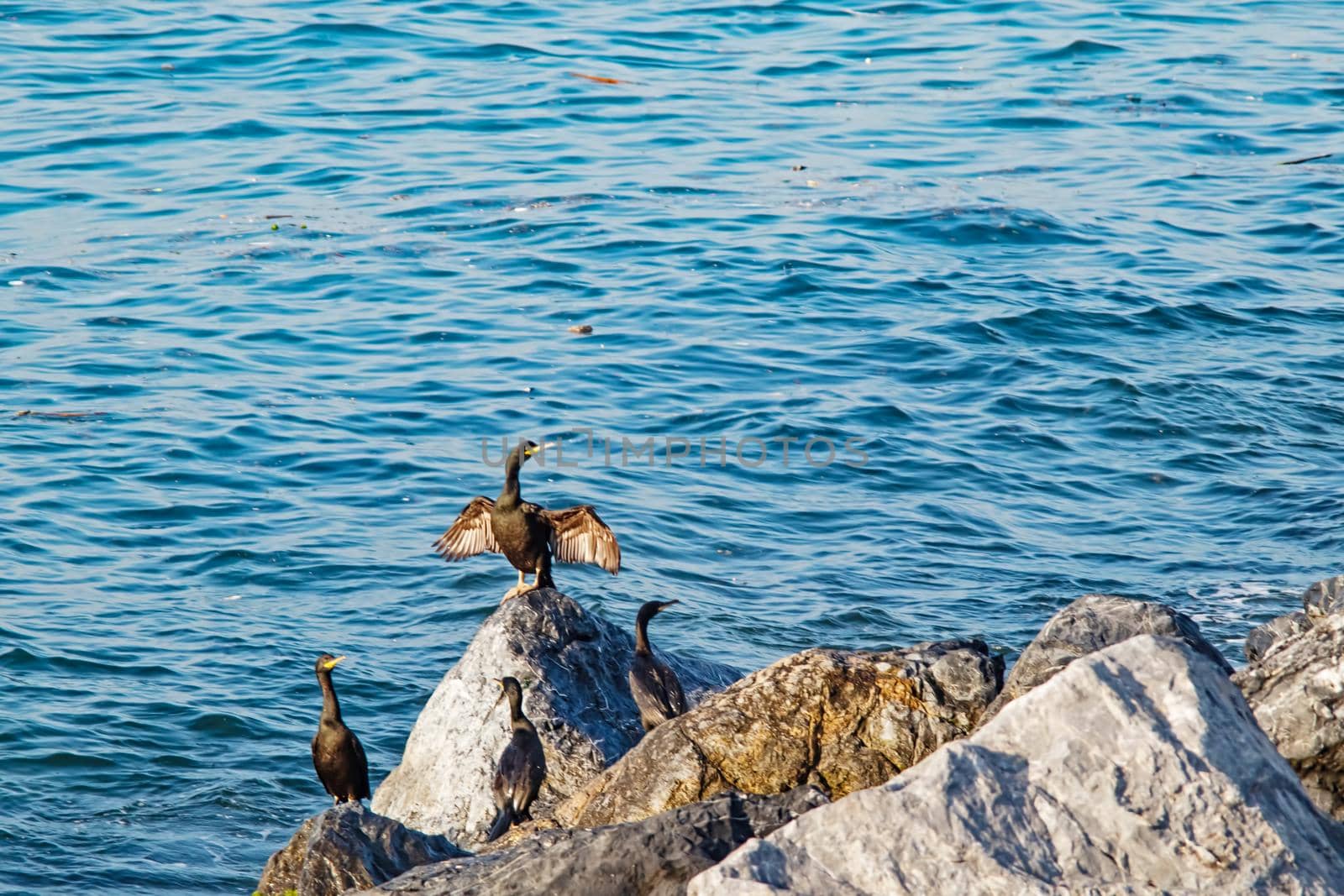 Wavy sea and cormorants on the sea cliffs