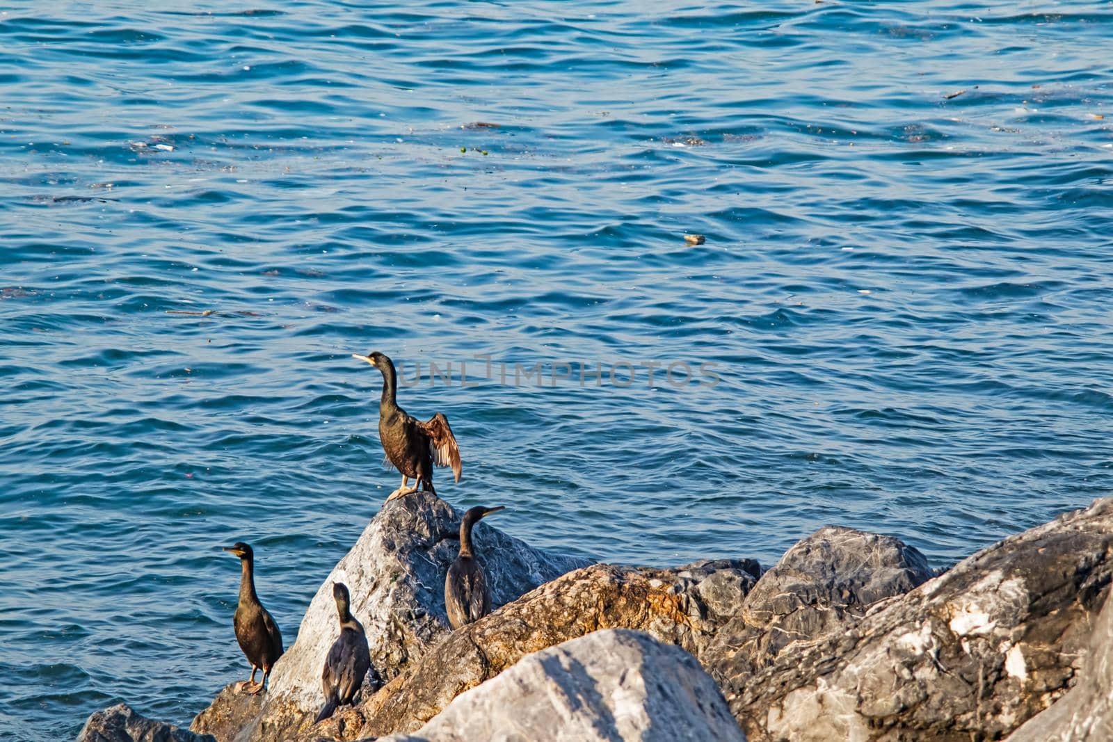 Wavy sea and cormorants on the sea cliffs by yilmazsavaskandag