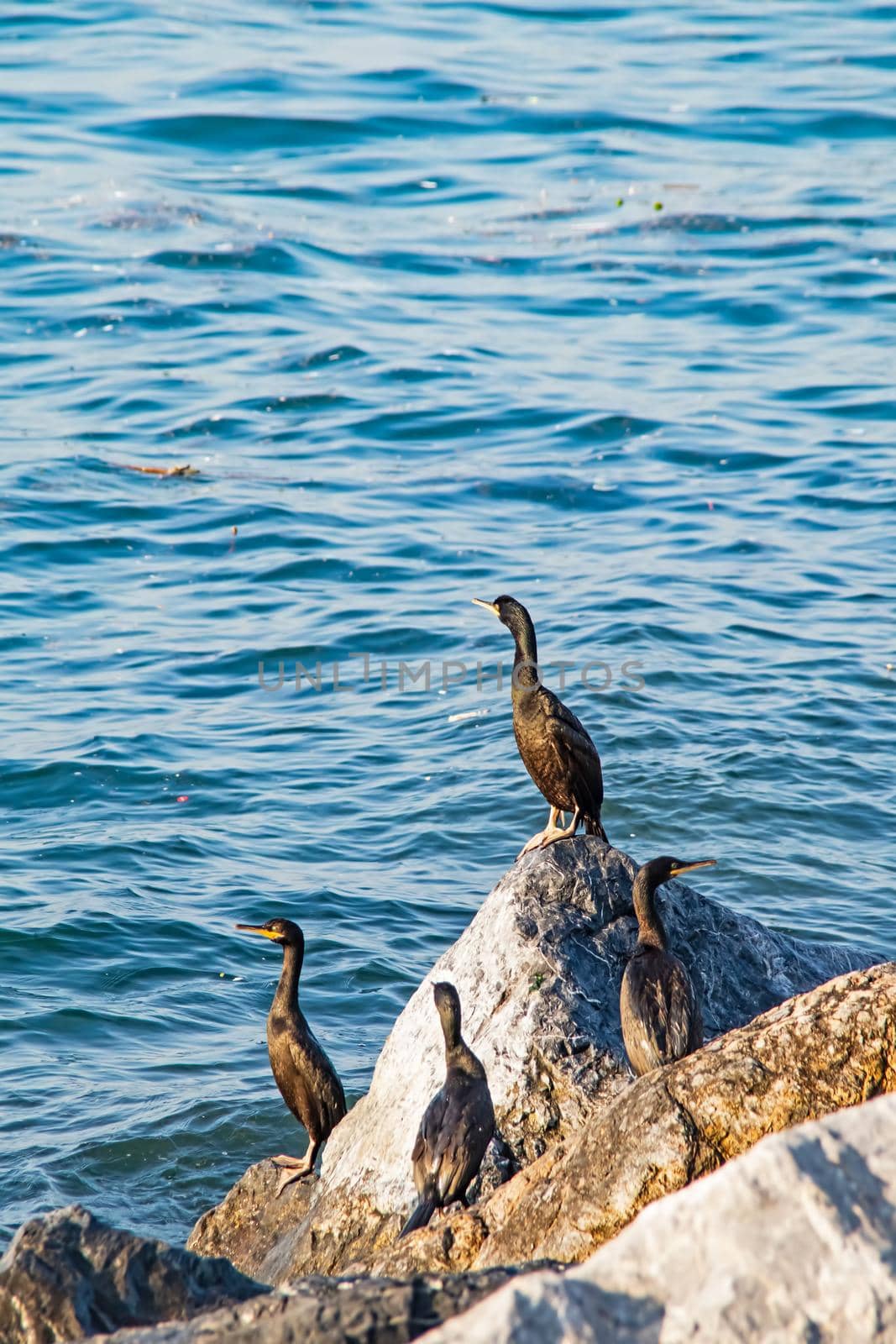 Wavy sea and cormorants on the sea cliffs